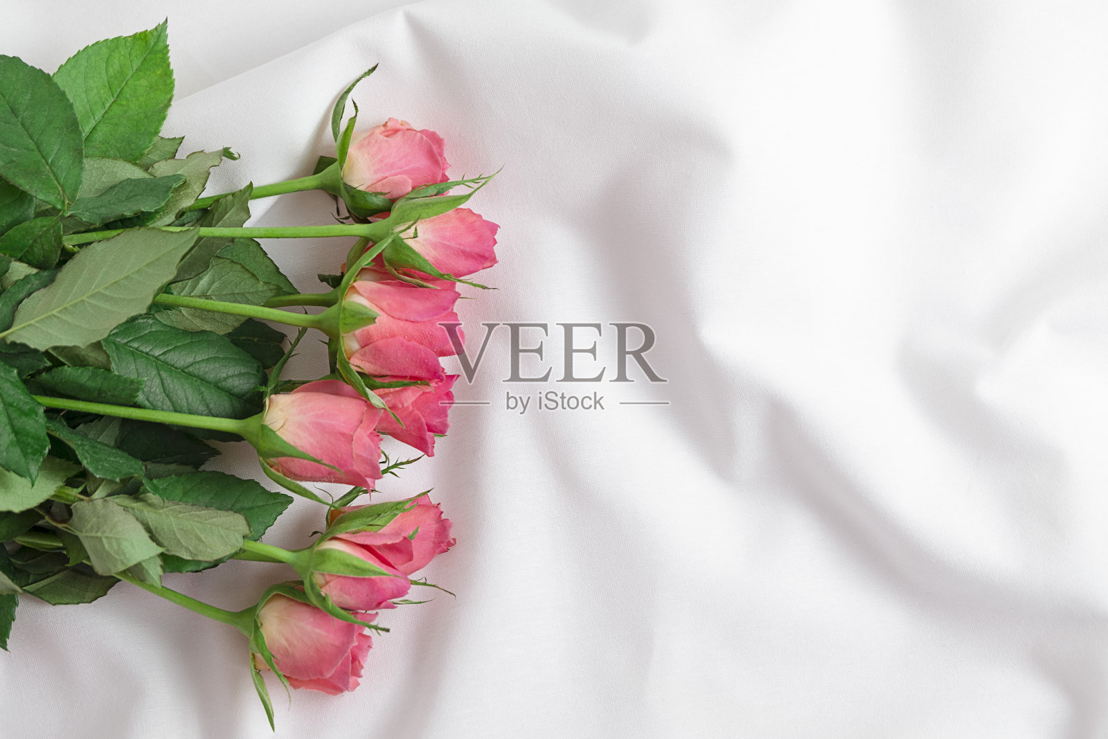 粉红色的玫瑰与绿色的叶子之间的褶皱白色纹理织物。浪漫的概念照片摄影图片