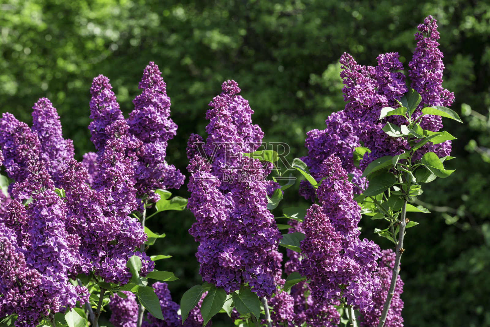 丁香和绿叶照片摄影图片