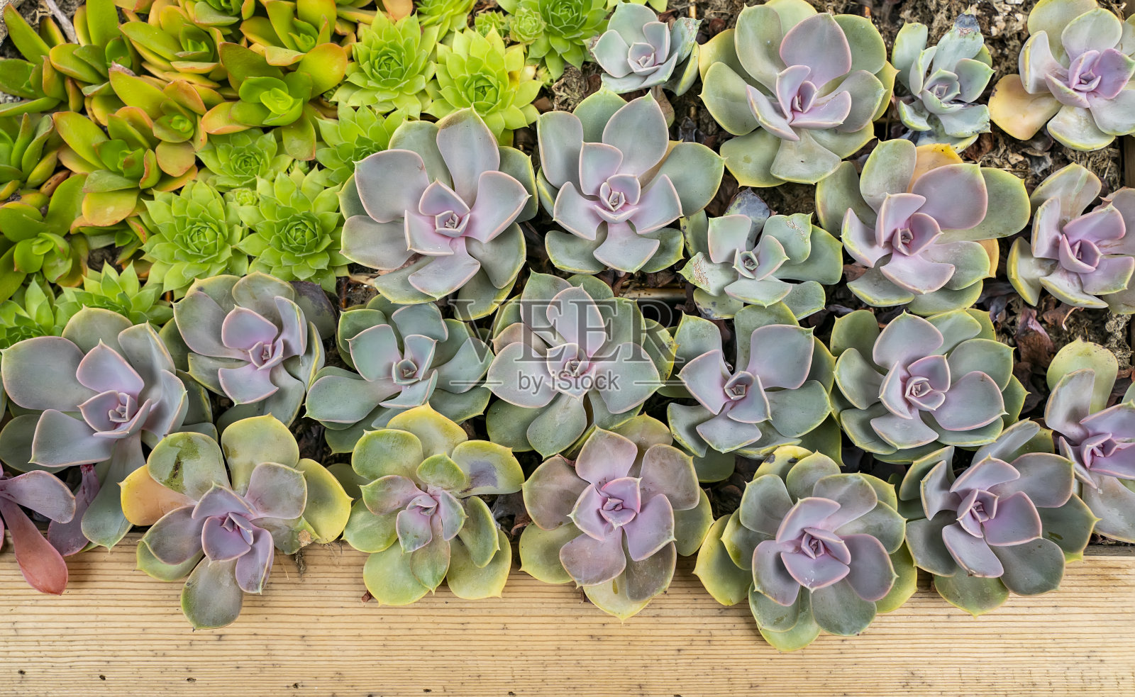 微型多汁植物照片摄影图片