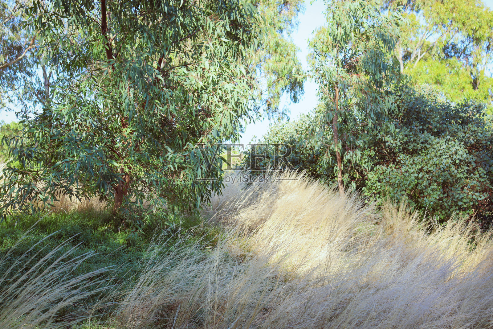 长满长草的灌木景观照片摄影图片
