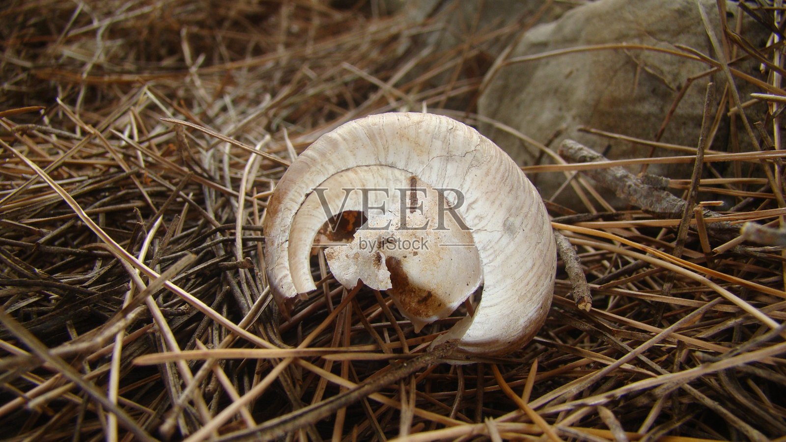 森林里的古老蜗牛壳特写照片摄影图片