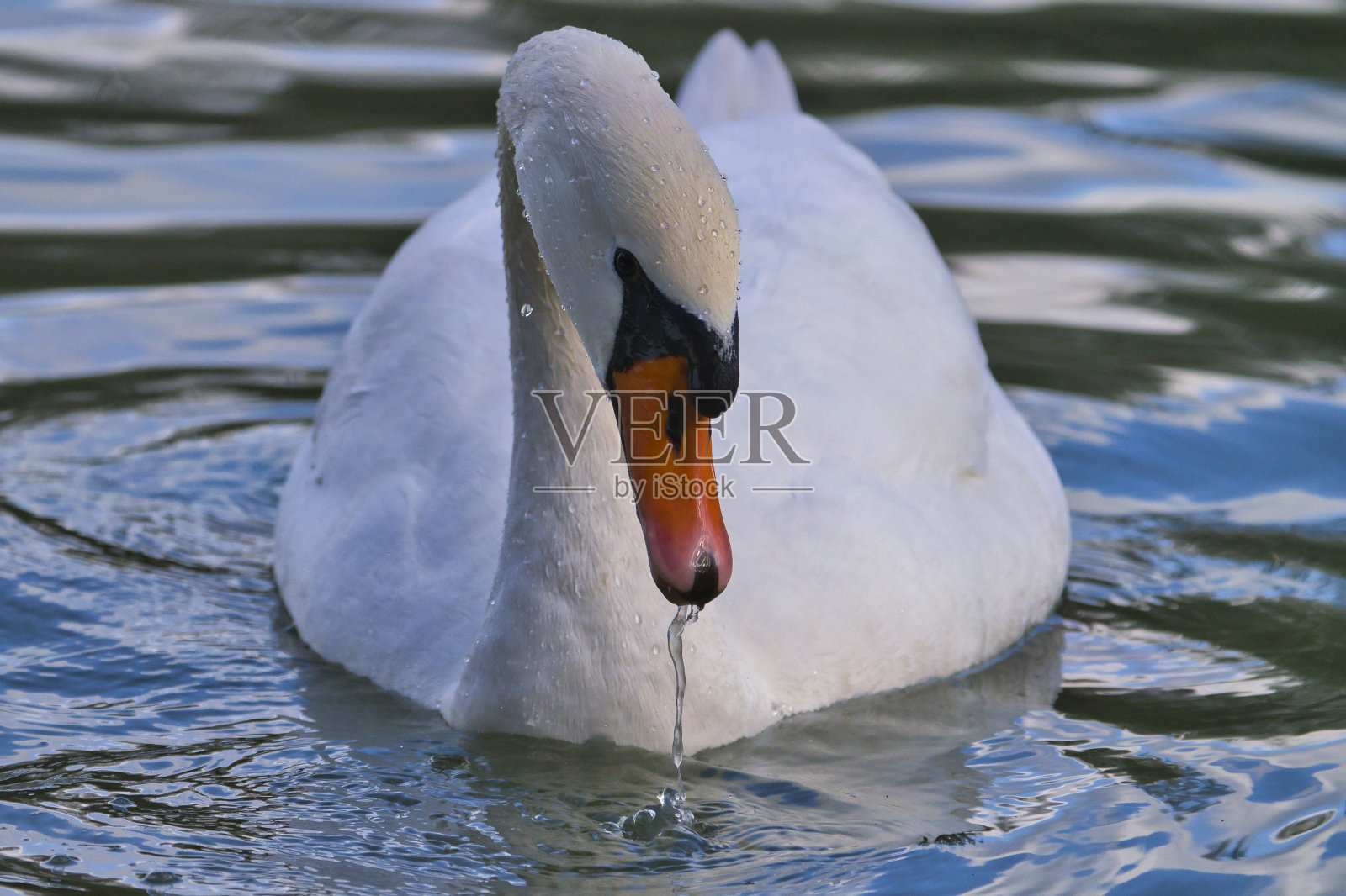 一只优雅的白天鹅在漆黑的湖面上游泳。沉默的天鹅,天鹅的颜色照片摄影图片