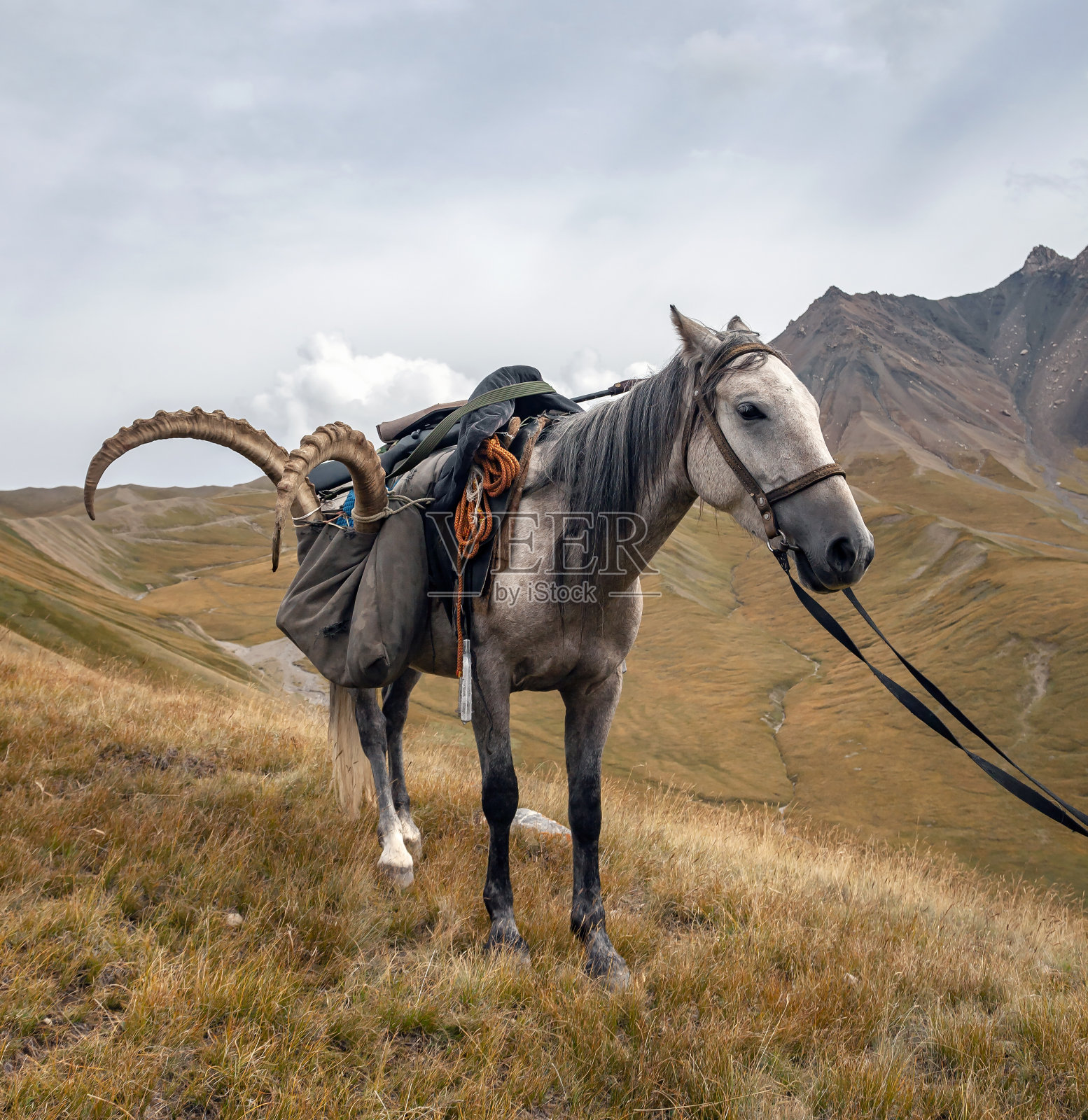带有西伯利亚野山羊奖杯和武器的骏马,背景是山口。照片摄影图片