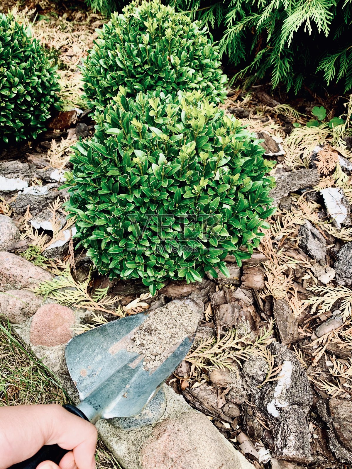 黄杨的有机肥料。照片摄影图片