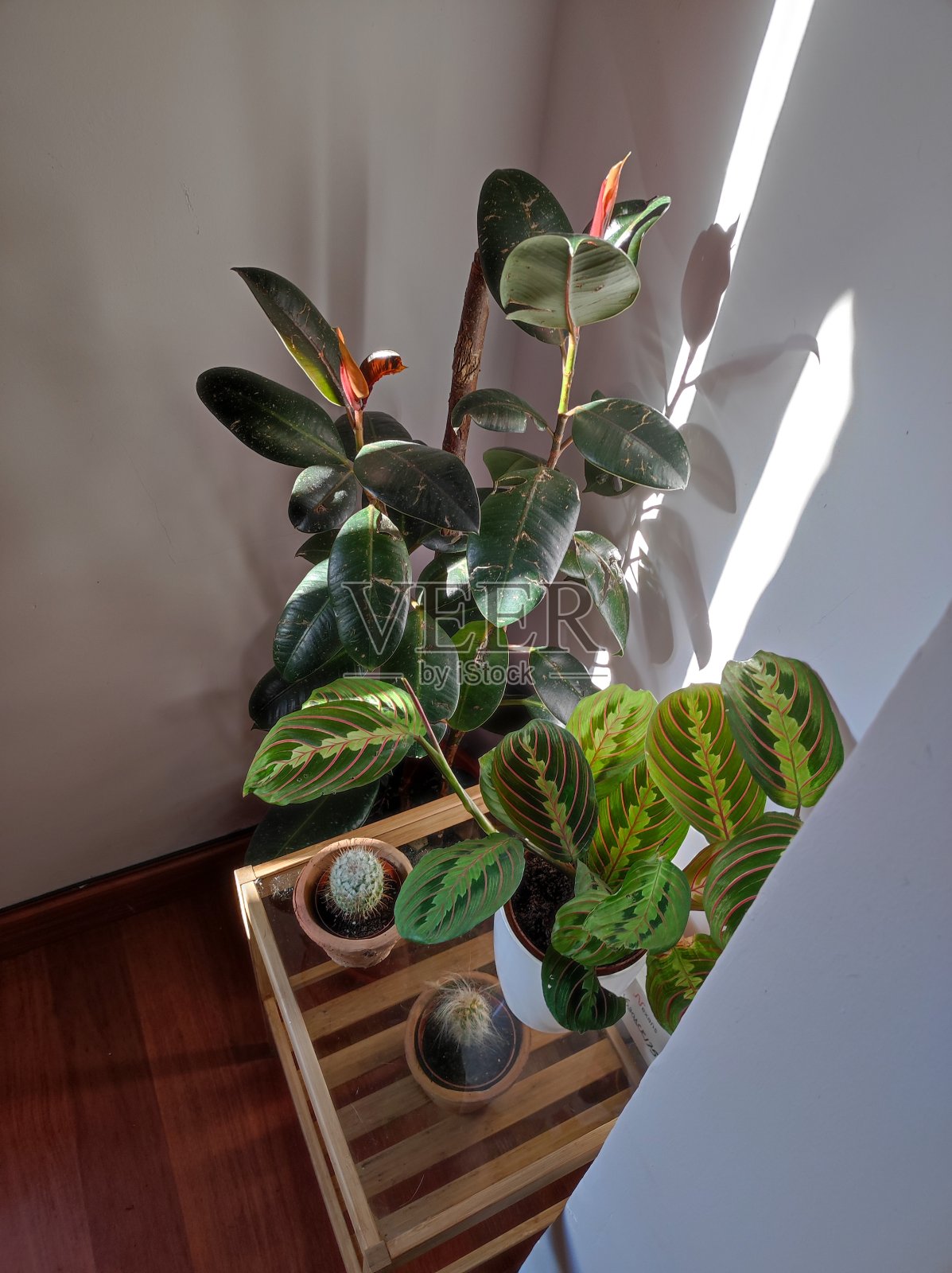 在客厅的一角装饰植物照片摄影图片