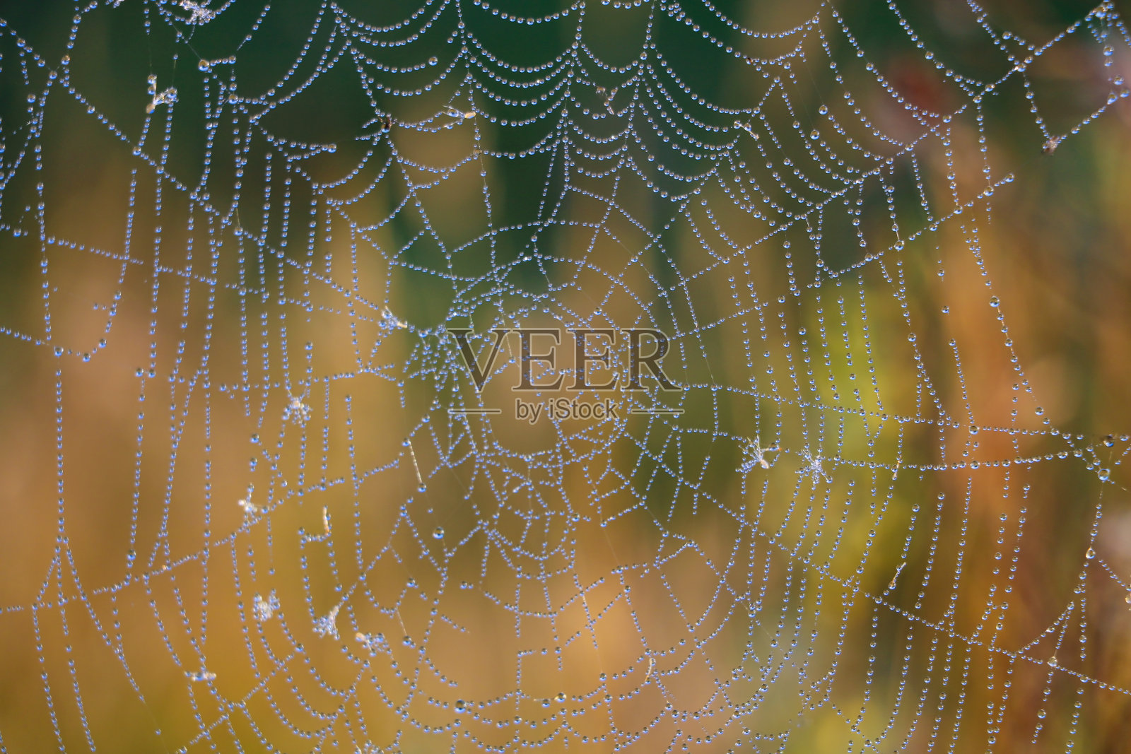 蜘蛛网背景特写。有选择性的重点。照片摄影图片