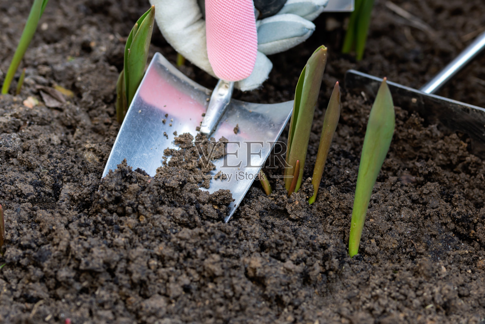 早春的第一批郁金香在土壤中发芽,人们戴着保护手套,用小铲子在土壤中挖照片摄影图片