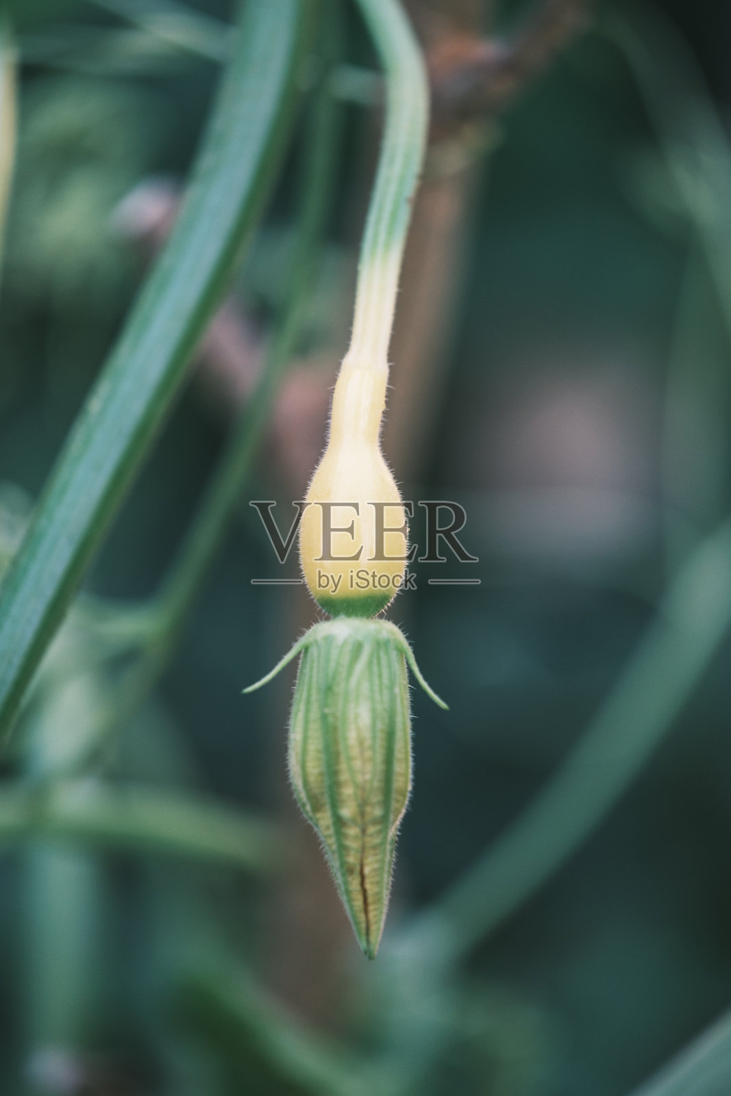 可爱的南瓜在树枝上看起来像一个小身体照片摄影图片