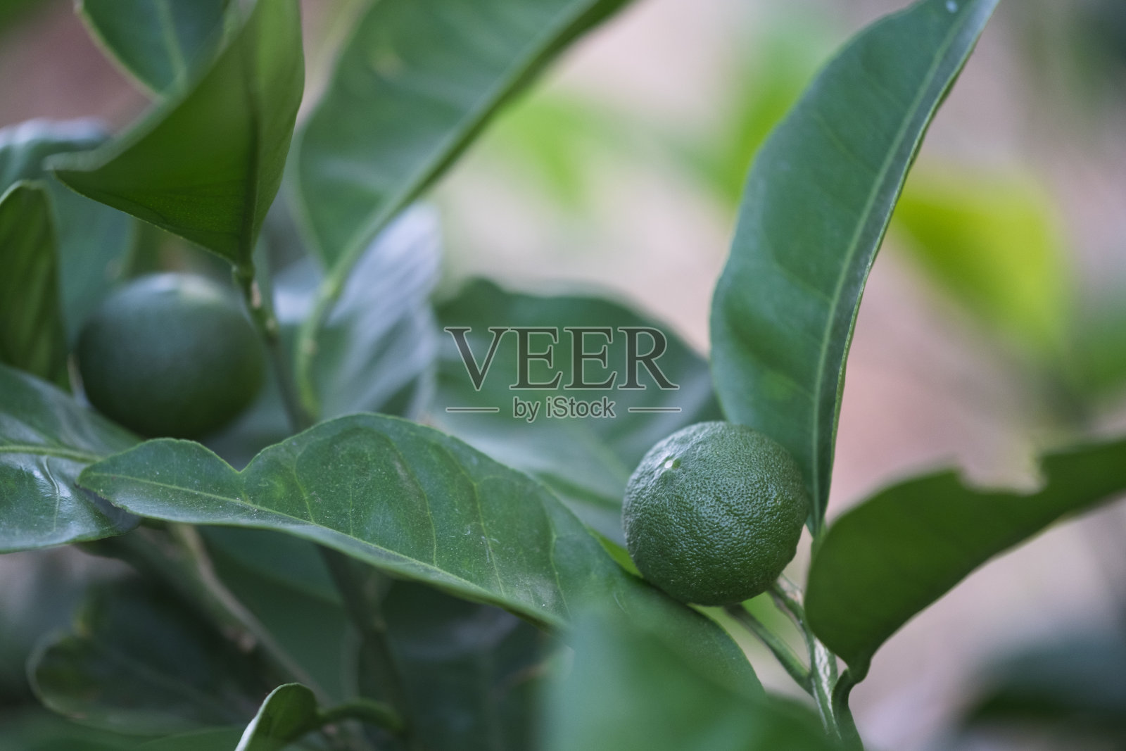 绿色的生橘子在树枝上照片摄影图片