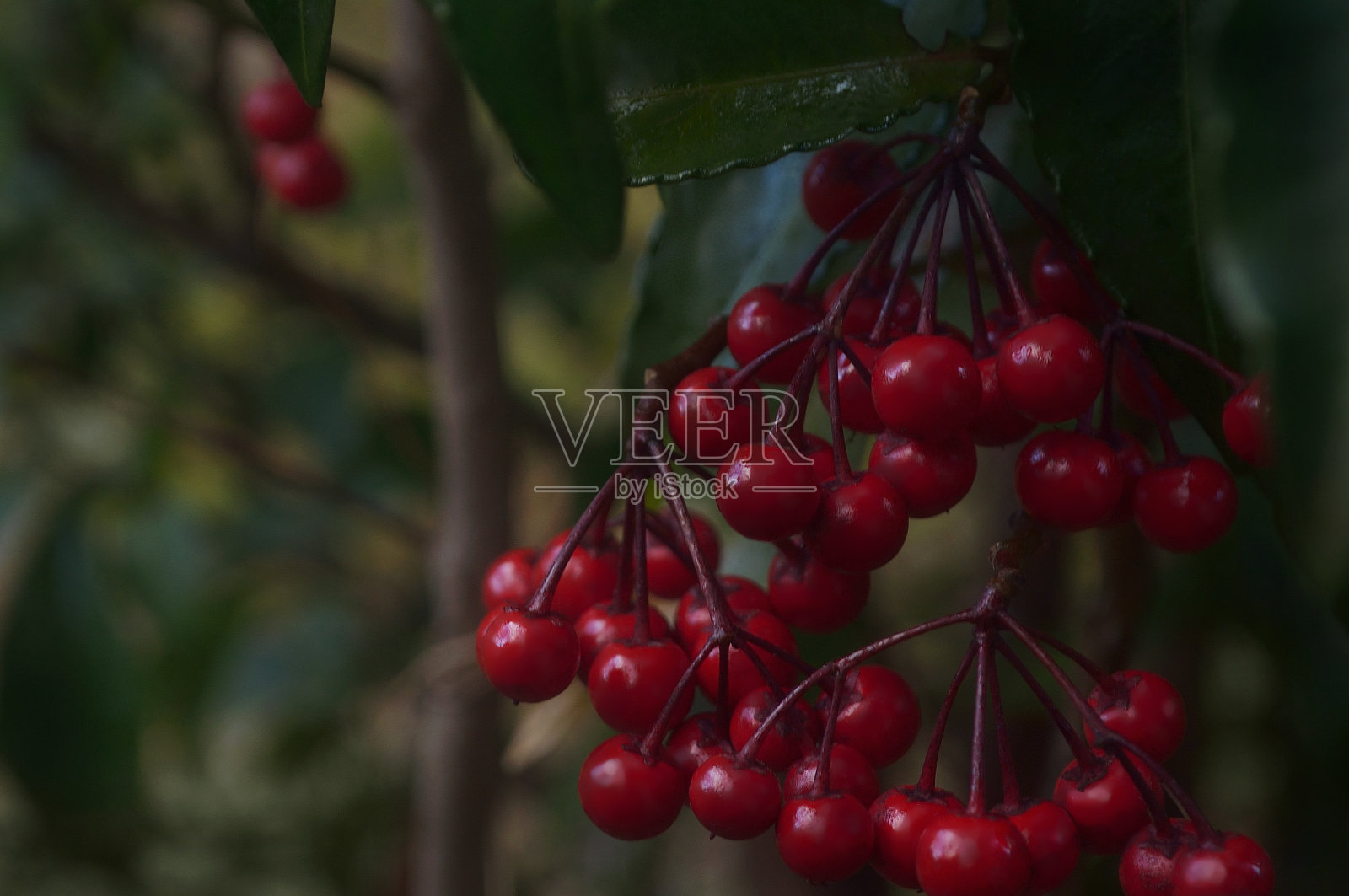 Manryo的特写照片摄影图片