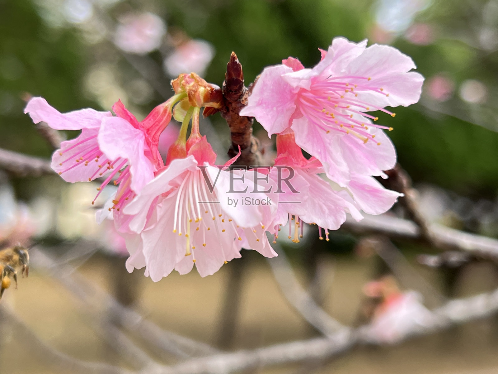 在冲绳县那霸市的一个公园里,鲜红的樱花盛开照片摄影图片