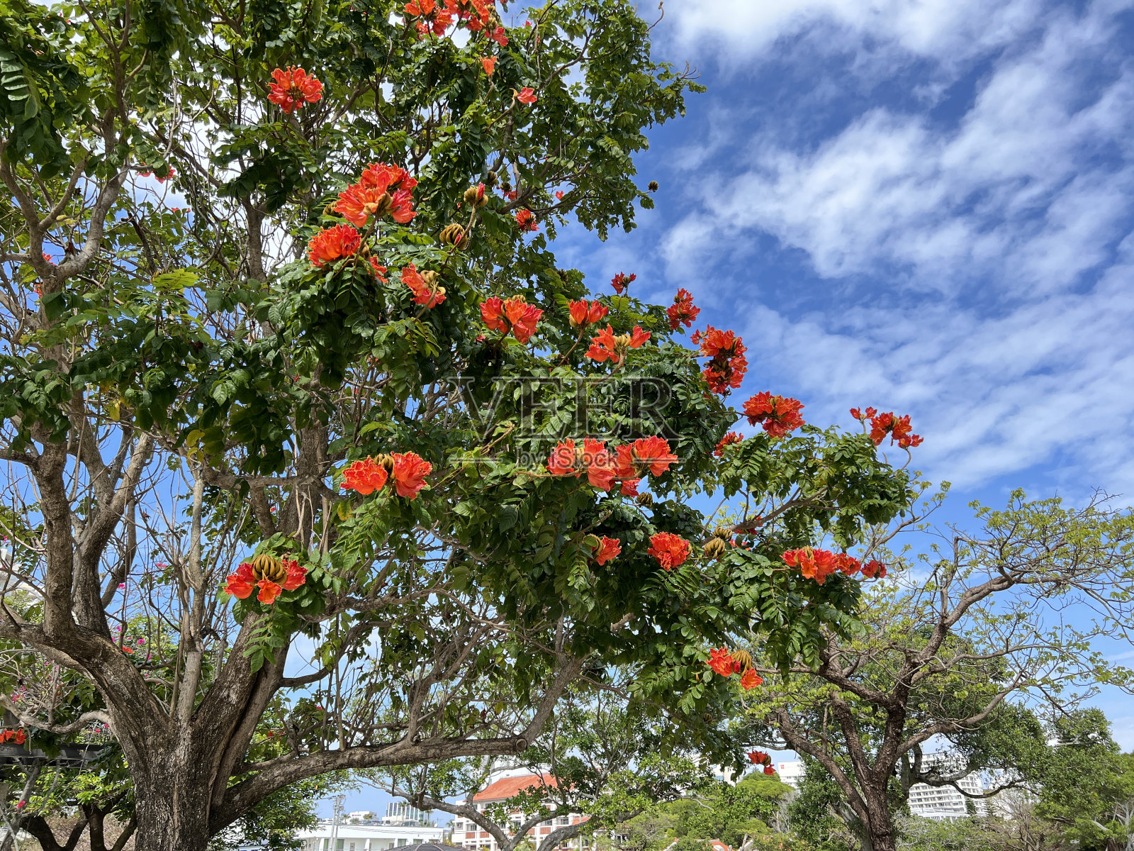 在冲绳县那霸市的一个公园里,矢车菊盛开照片摄影图片