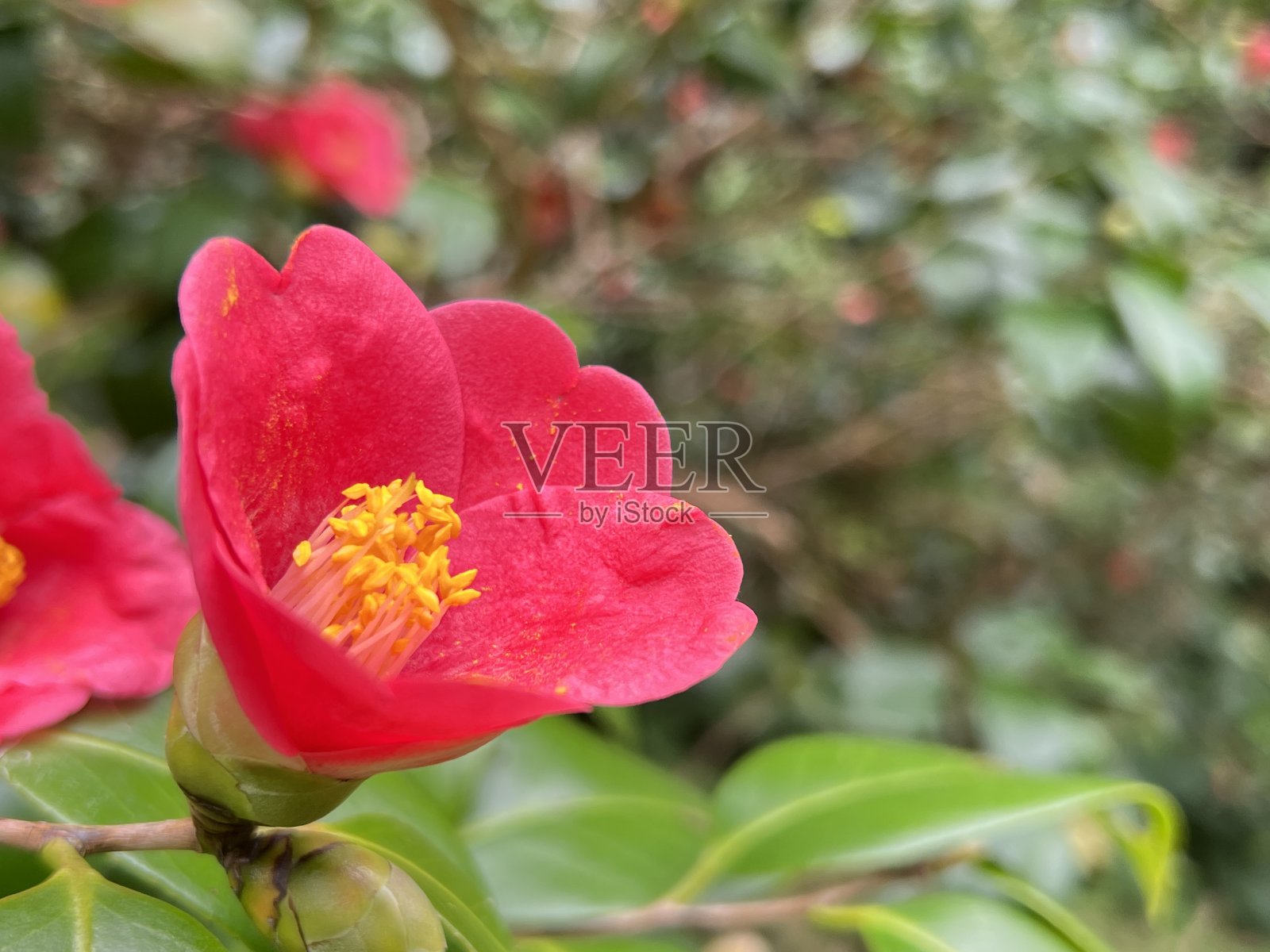 在冲绳县那霸市的一个公园里,山茶花盛开照片摄影图片