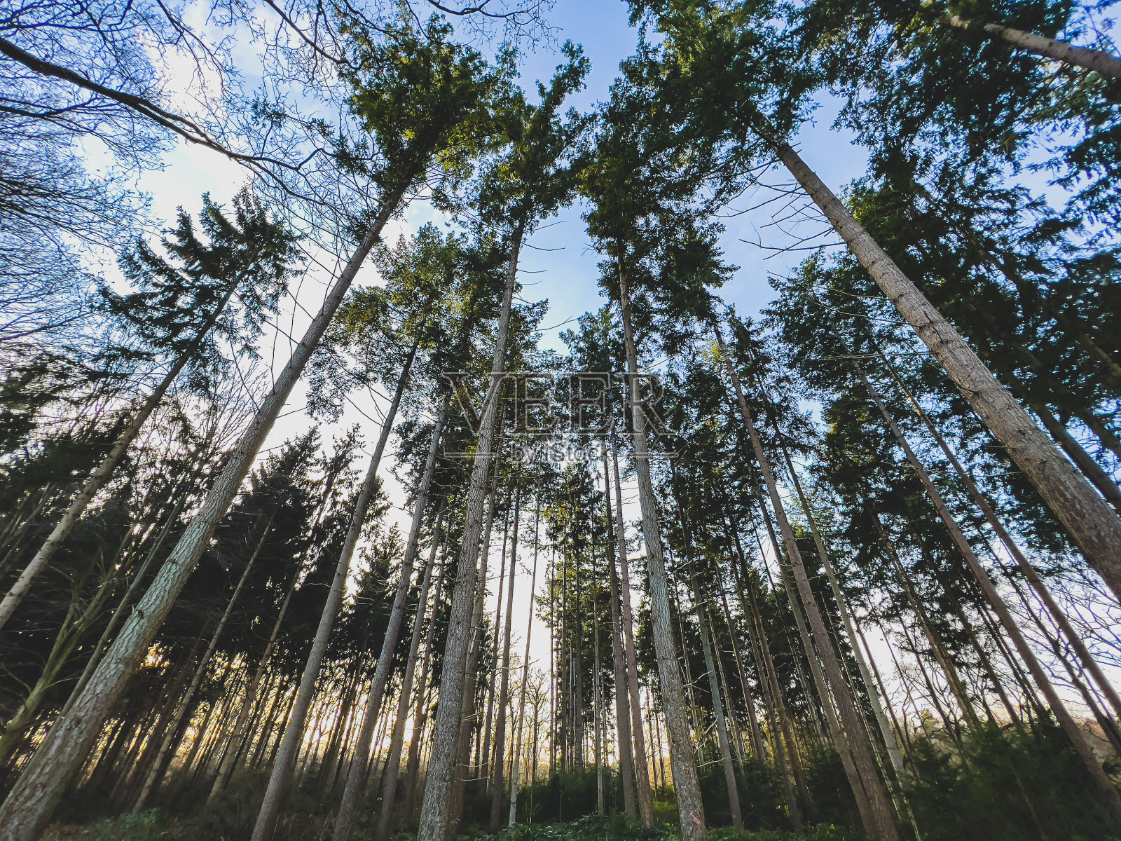 在冬天可以看到美丽的天空。照片摄影图片