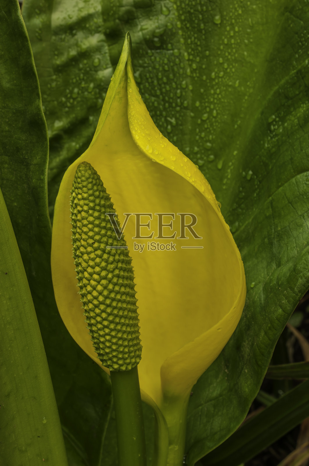 黄色臭鼬卷心菜或西部臭鼬卷心菜,Lysichiton americianum,北加州海岸的云顿州立公园;分类家族天南星科照片摄影图片