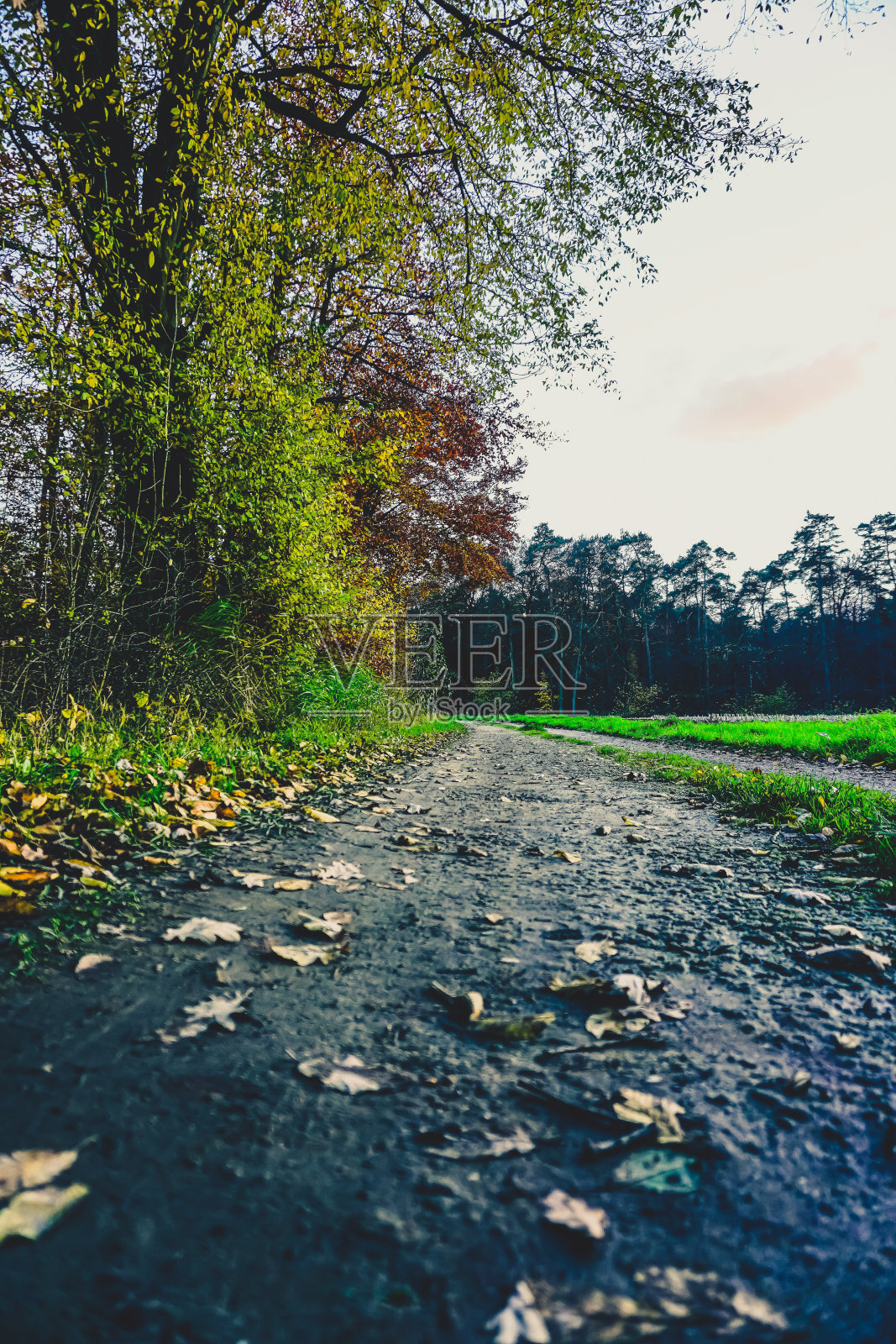 秋天的一条小路,靠近森林和田野。照片摄影图片
