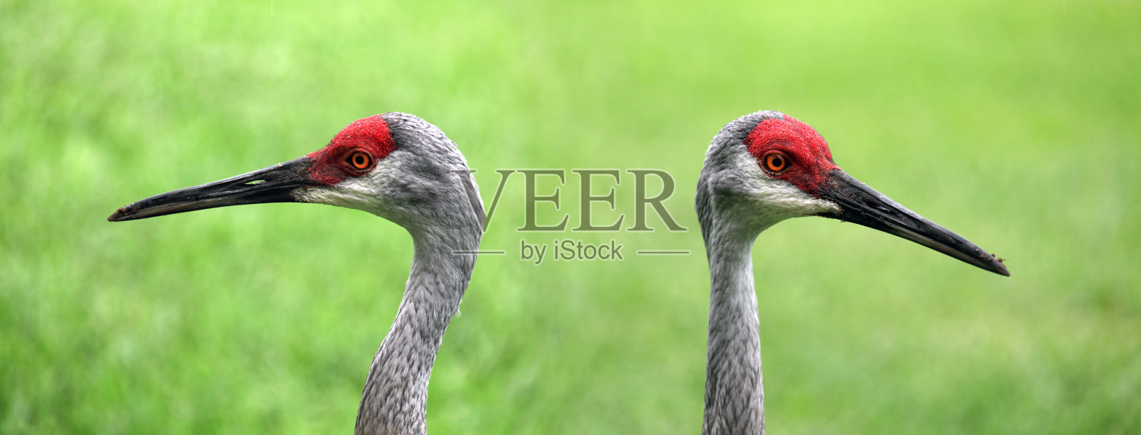 近距离观察两只热带水鸟沙丘鹤在湖边捕食照片摄影图片