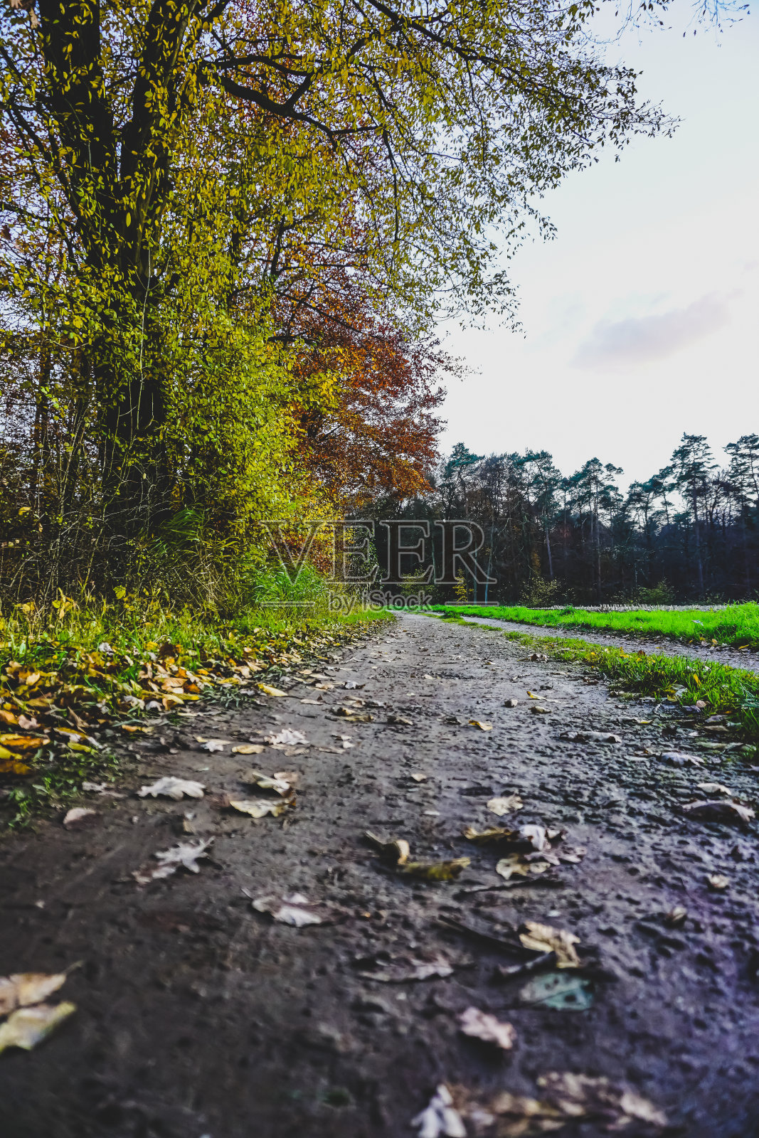秋天的一条小路,靠近森林和田野。照片摄影图片