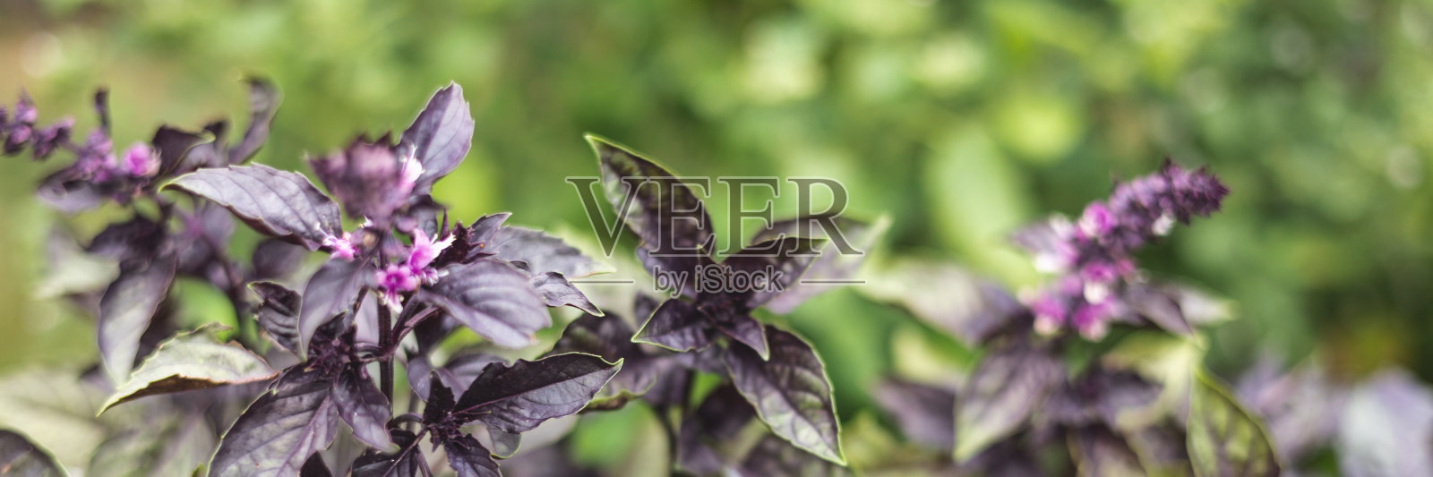 新鲜的有机紫色罗勒叶在绿色花园背景。basilic种植园的特写。绿色植物、健康饮食、天然食品。横幅照片摄影图片