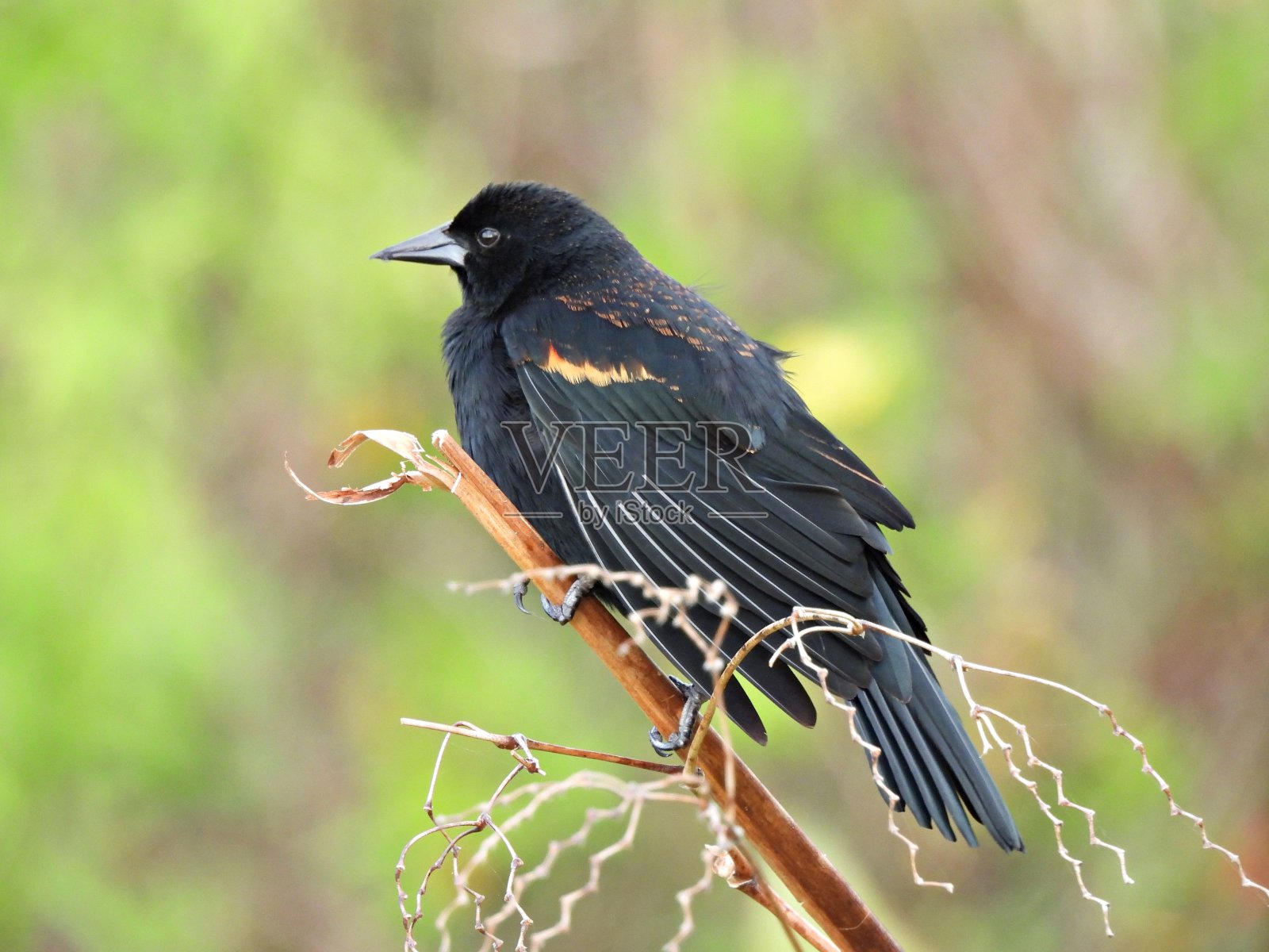 红翅黑鸟(Agelaius phoeniceus)雄性栖息在树枝上照片摄影图片