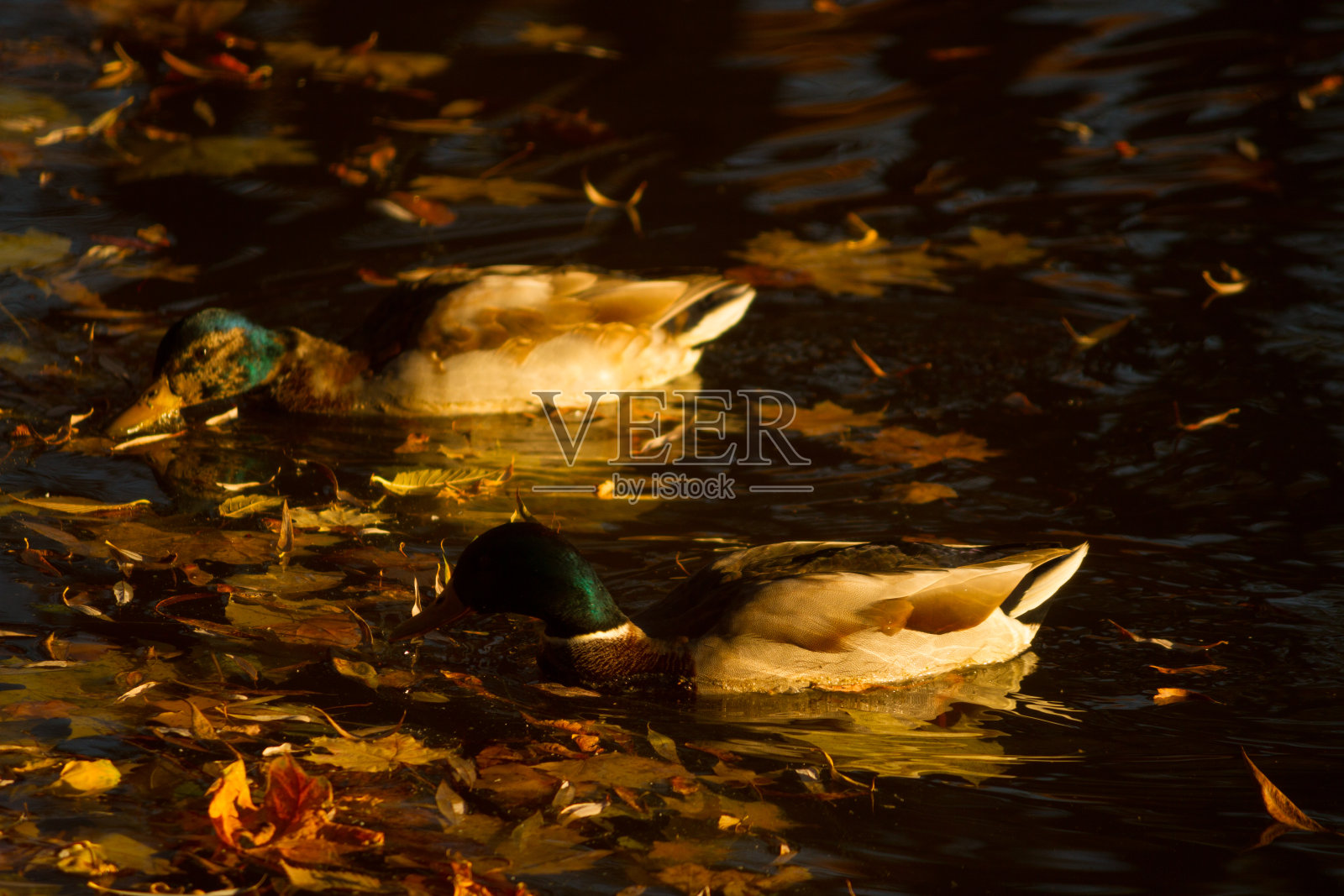 野鸭在游泳照片摄影图片