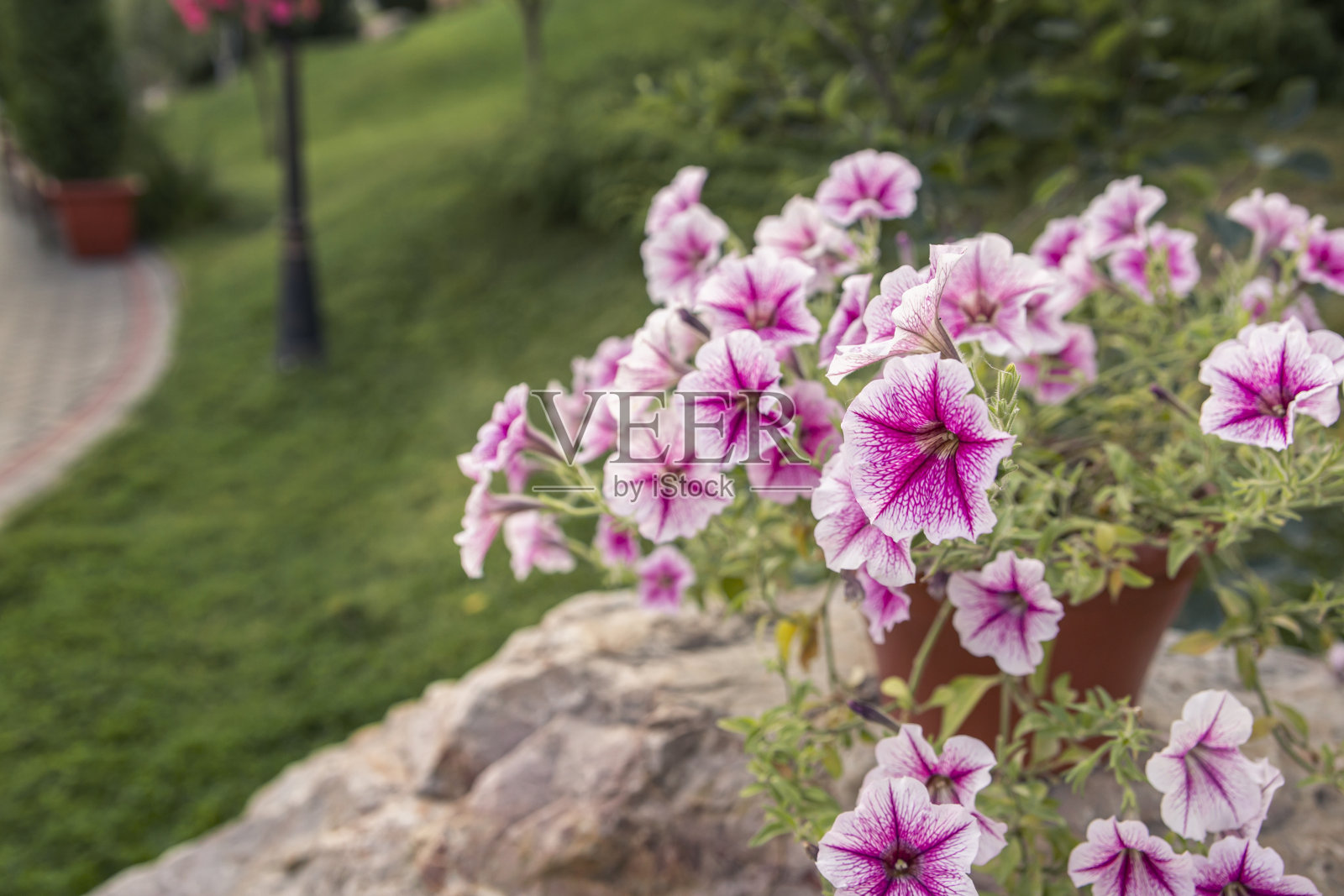碎片化的公园与景观设计。前景中一个花盆里盛开的粉红色矮牵牛。照片摄影图片