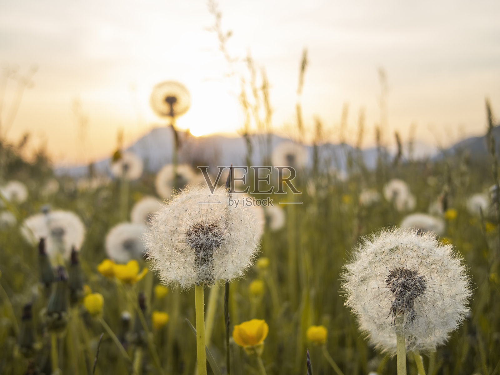 夕阳下的蒲公英田野。照片摄影图片