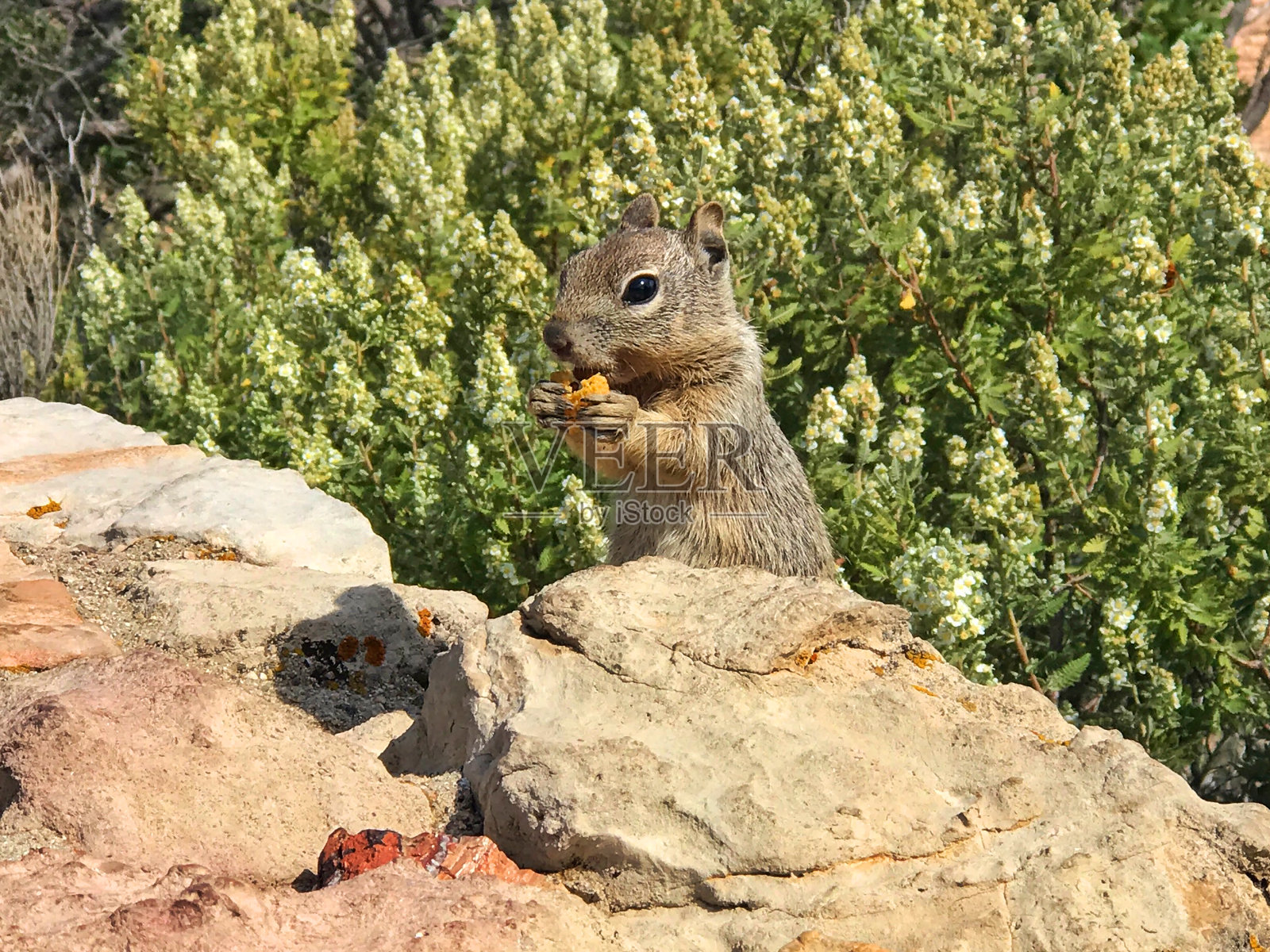 大峡谷里的松鼠照片摄影图片