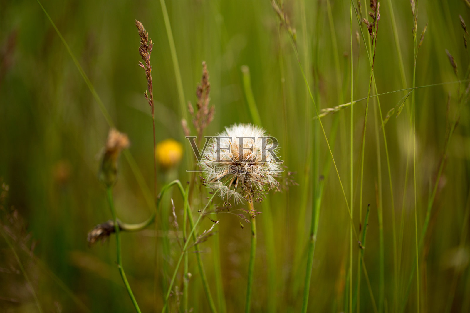 明媚的夏日花朵在清晨的阳光下绽放照片摄影图片
