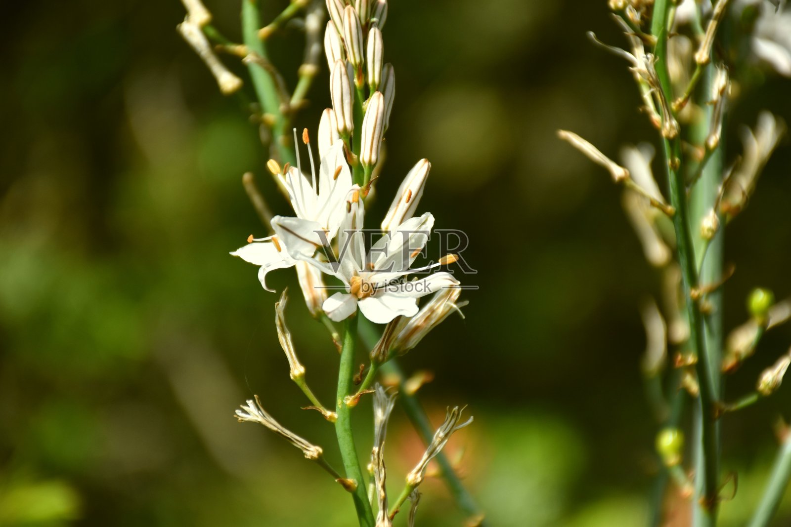 Asphodelus白色花朵。照片摄影图片