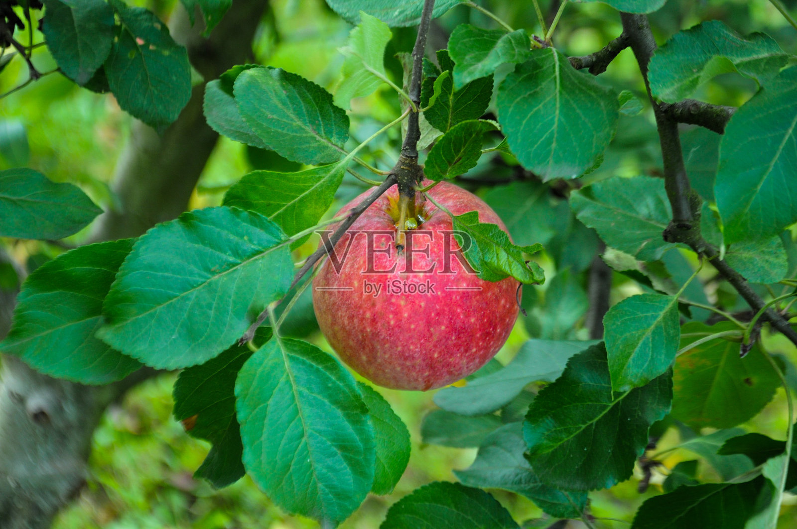 果园里的红苹果照片摄影图片