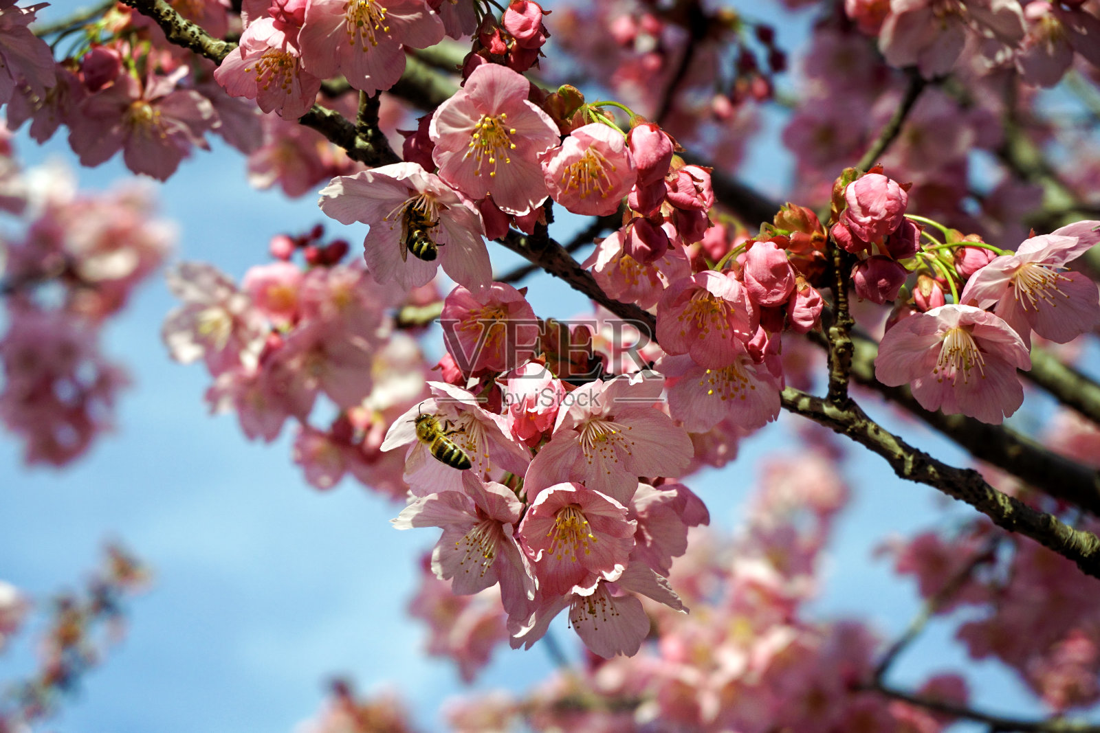 从日本梅花上采蜜的蜜蜂照片摄影图片