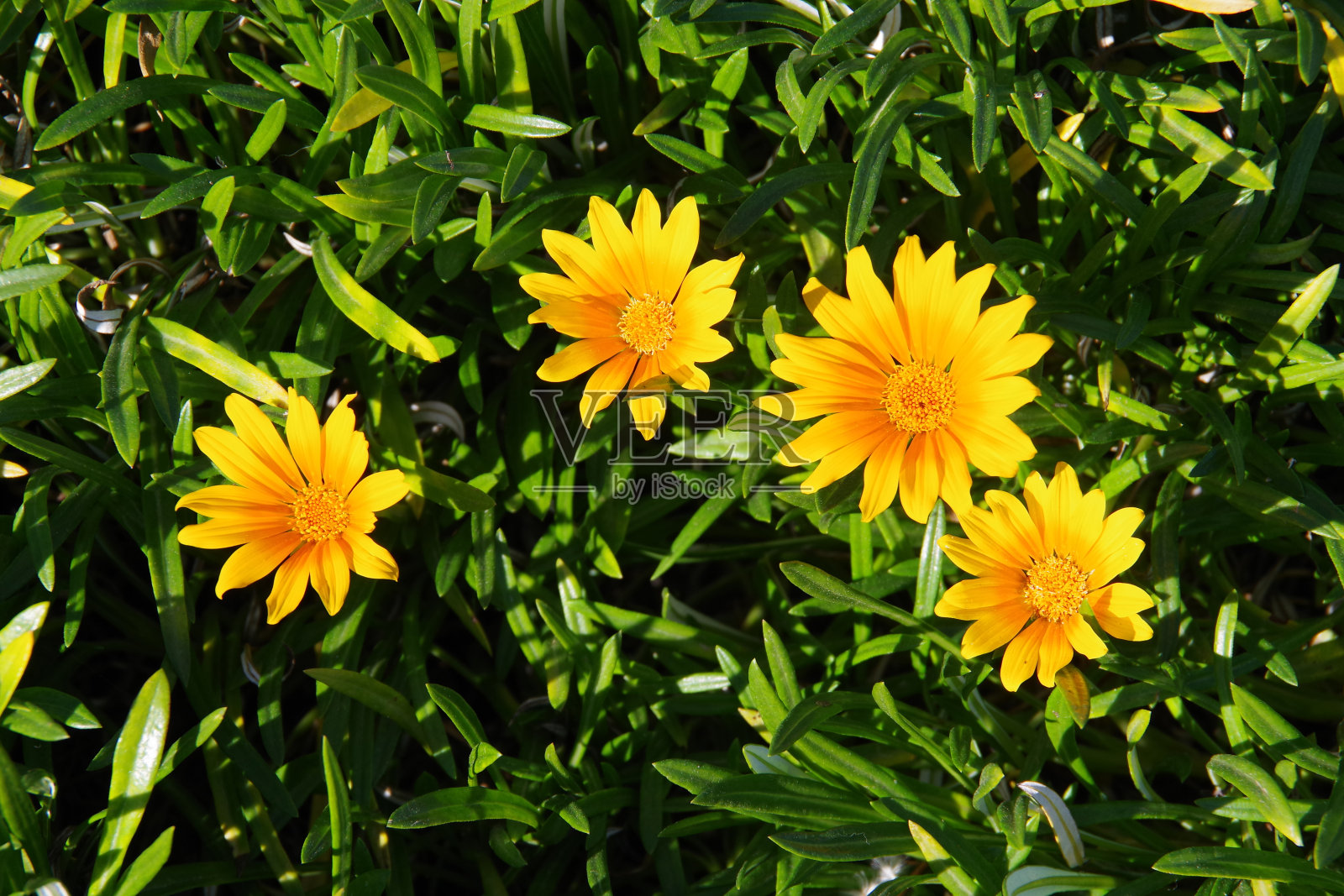 原产地宝花照片摄影图片