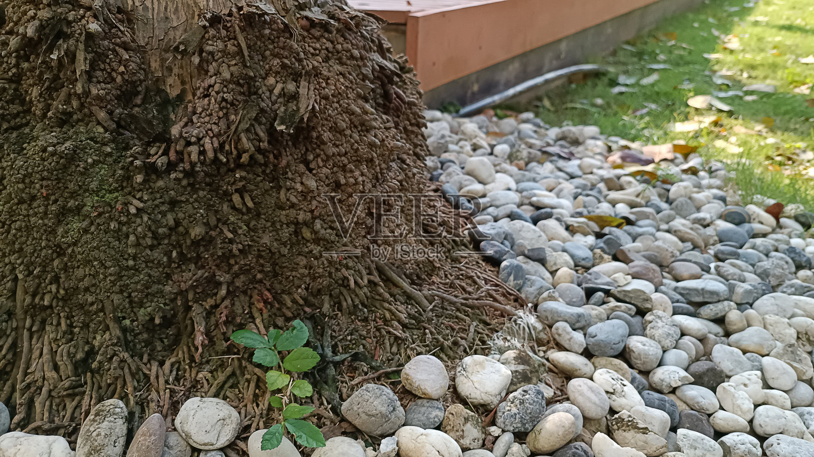 把焦点放在一棵周围有石头的大树根上照片摄影图片