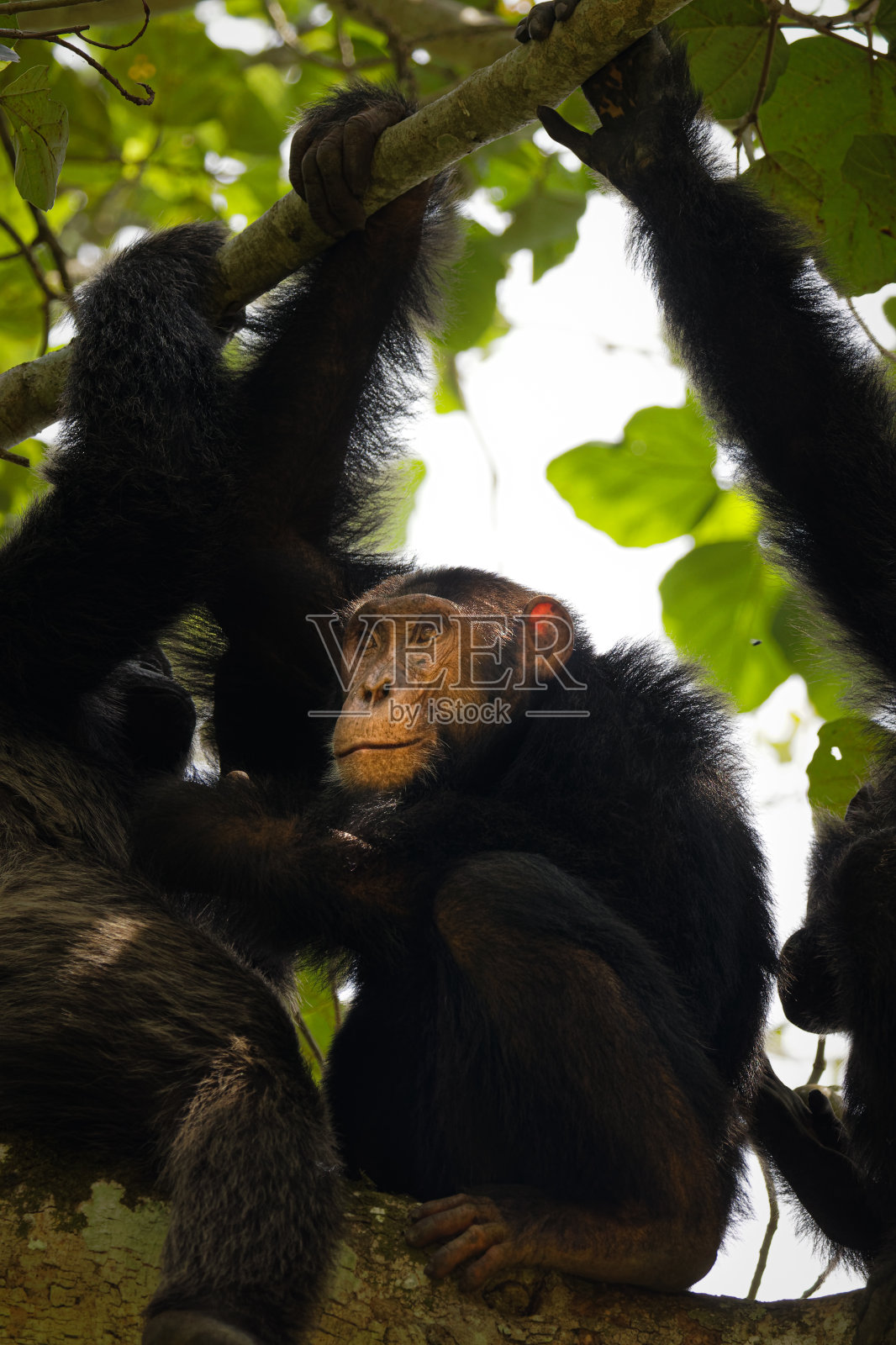 乌干达,伊丽莎白女王国家公园,Kyambura峡谷,普通黑猩猩在树上休息。照片摄影图片