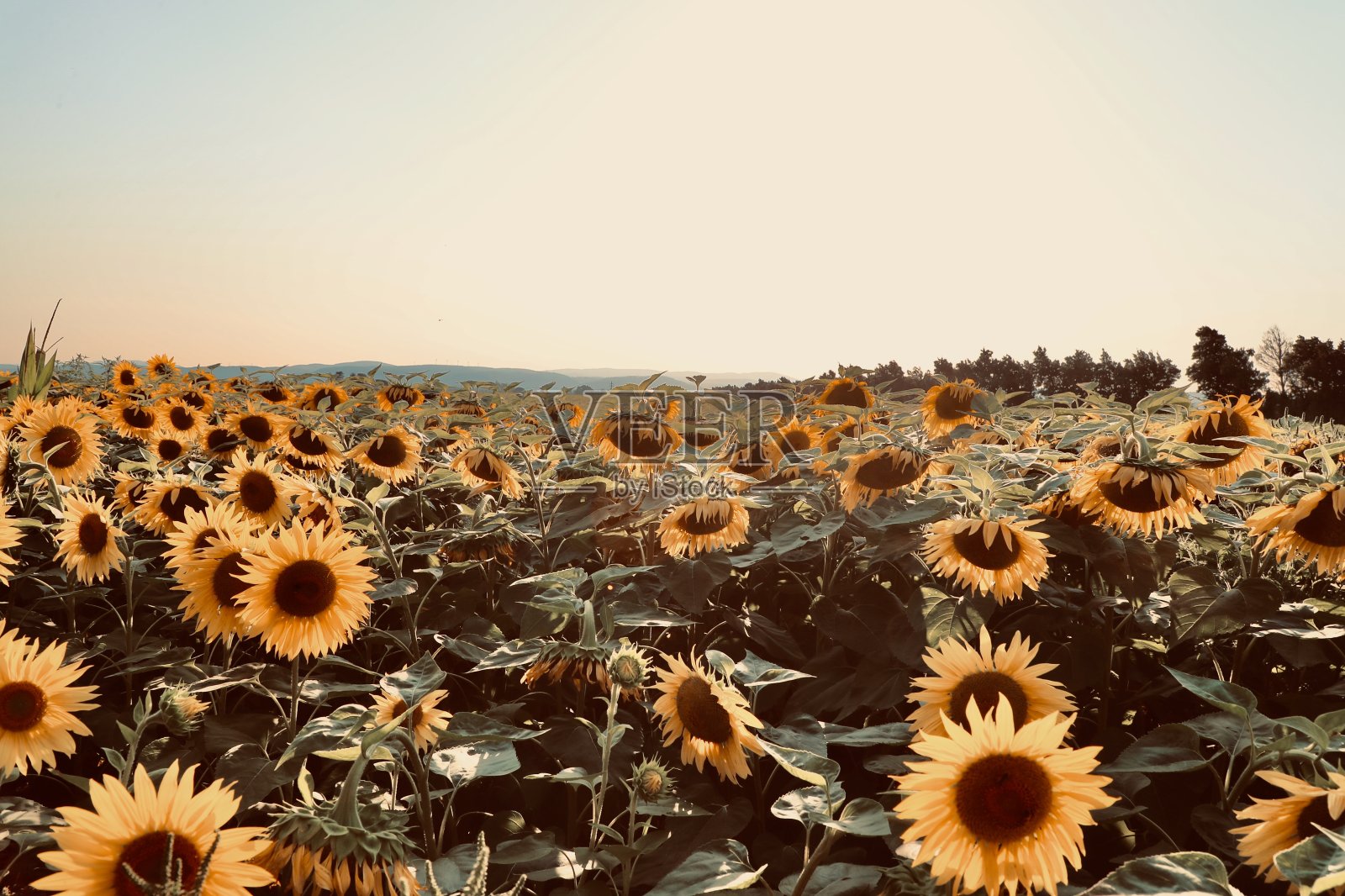 向日葵田照片摄影图片