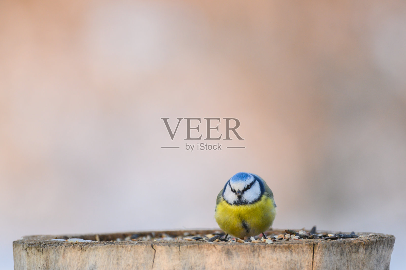 蓝山雀的氰化物。冬天的森林里,一只鸟坐在喂食器上。漂亮的背景照片摄影图片