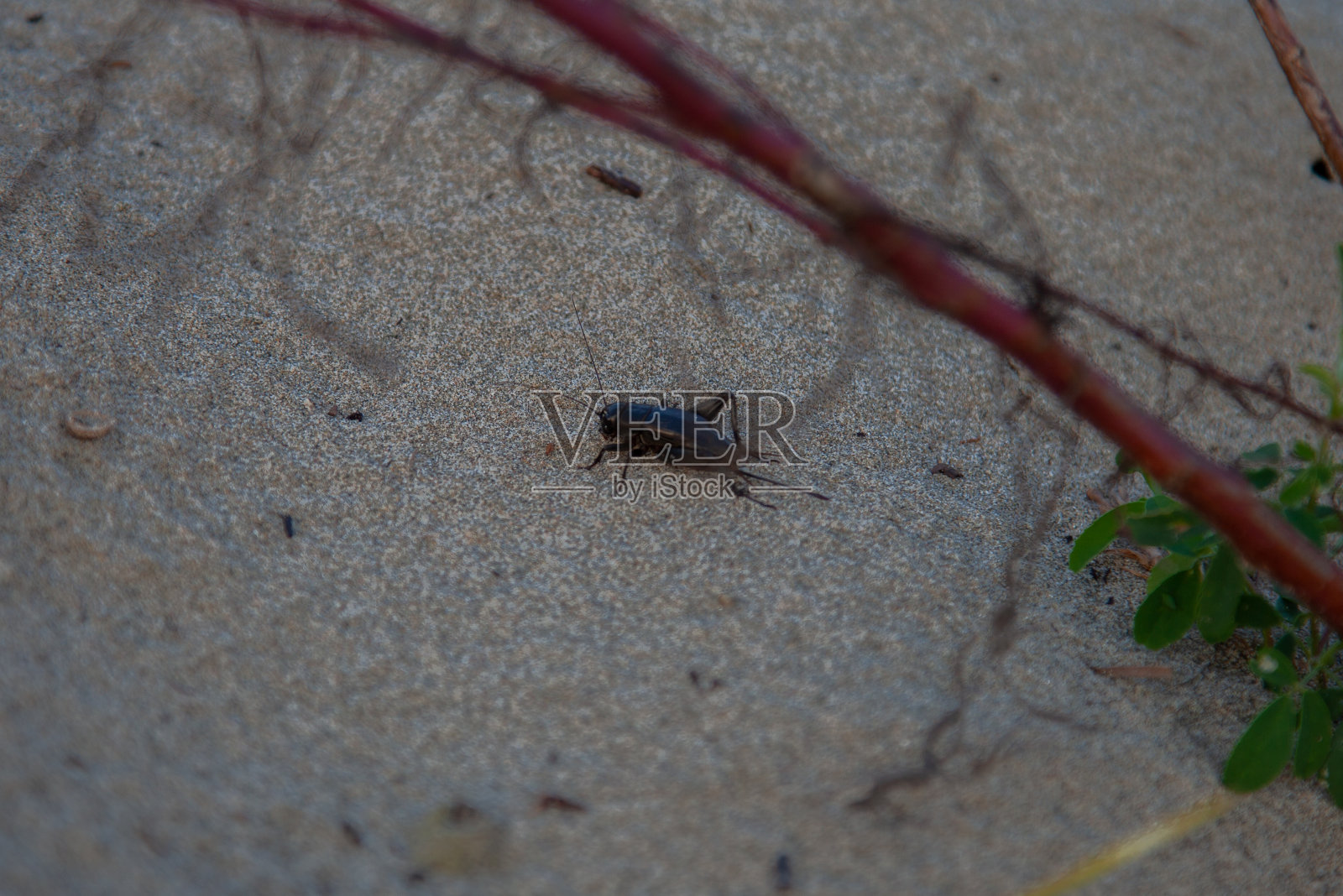 一只蟋蟀在日落时分的沙滩上照片摄影图片