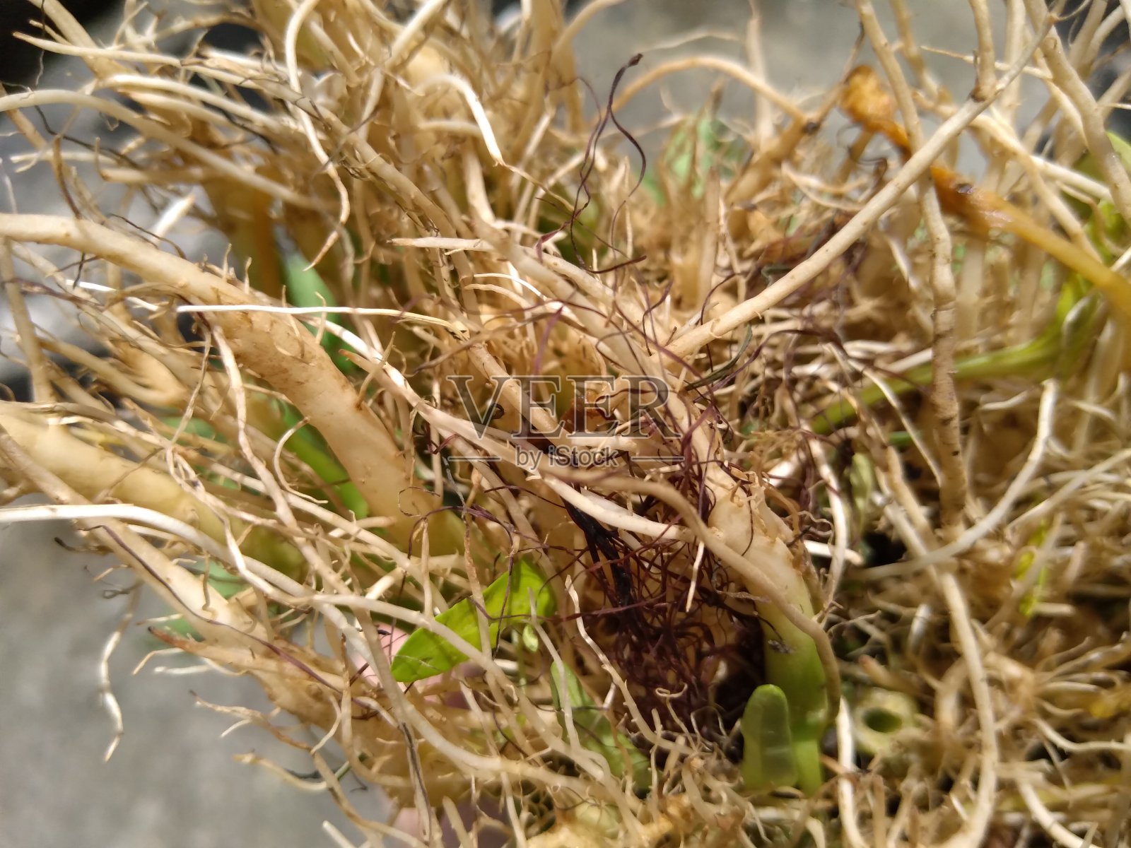 羽衣甘蓝根纹理照片摄影图片