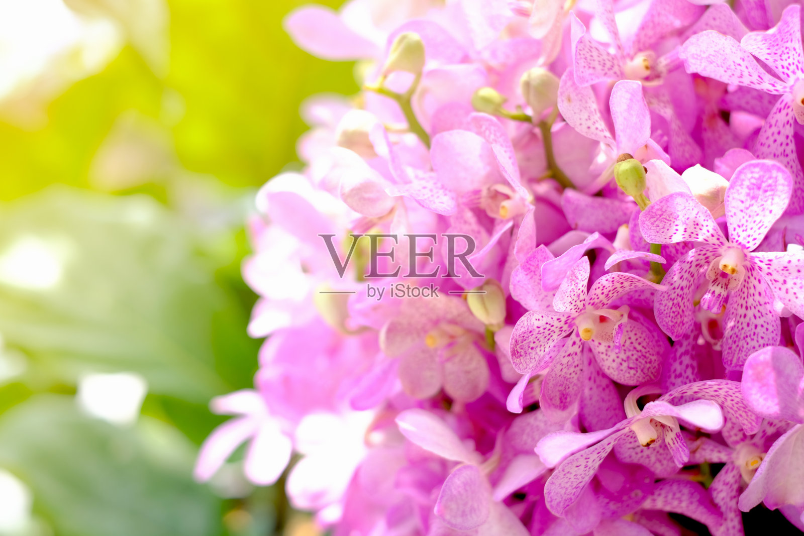 一束盛开的有斑点的紫蛾兰,蝴蝶兰栽培品种崇光裕奇。照片摄影图片