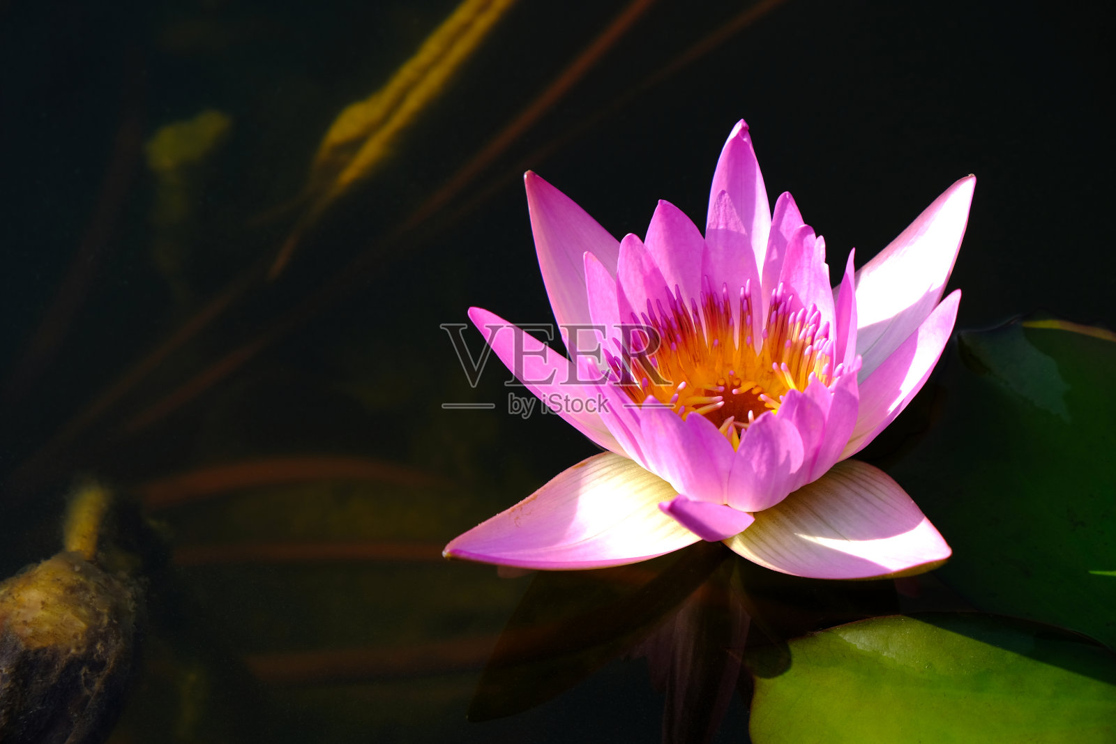 粉红色的莲花与水下的自然背景。照片摄影图片