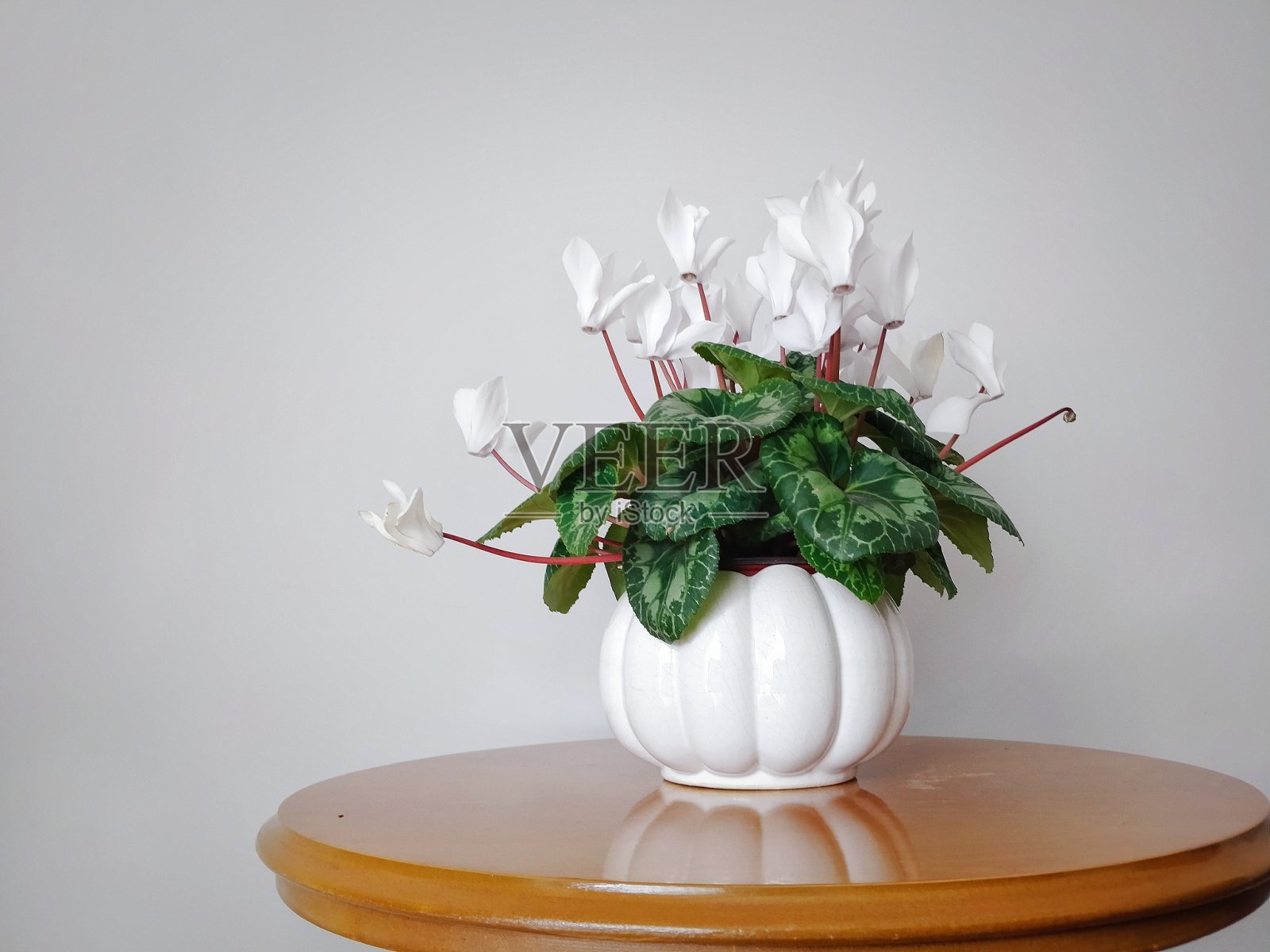 盛开的白色仙客来照片摄影图片