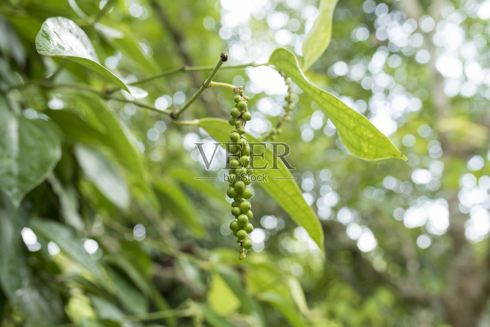 黑胡椒粉照片摄影图片
