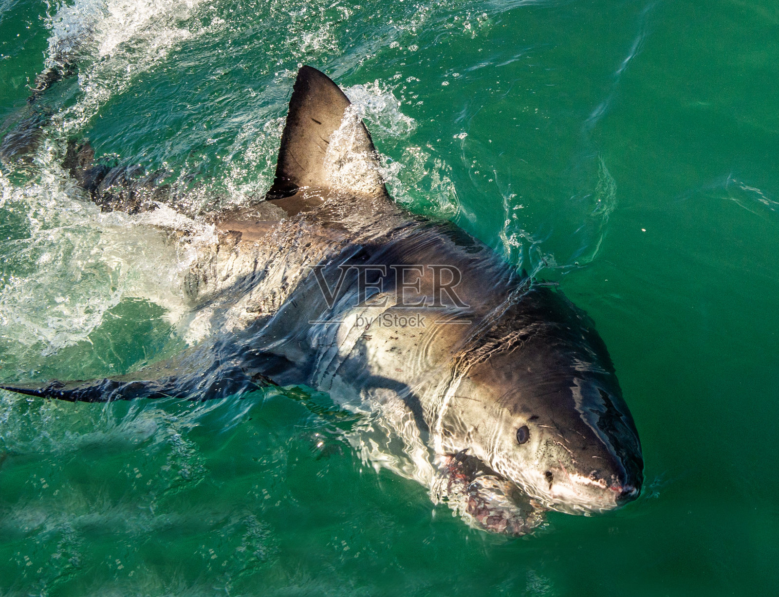 海洋中张开大嘴的大白鲨。大白鲨攻击。学名:Carcharodon carcharias。南非。照片摄影图片