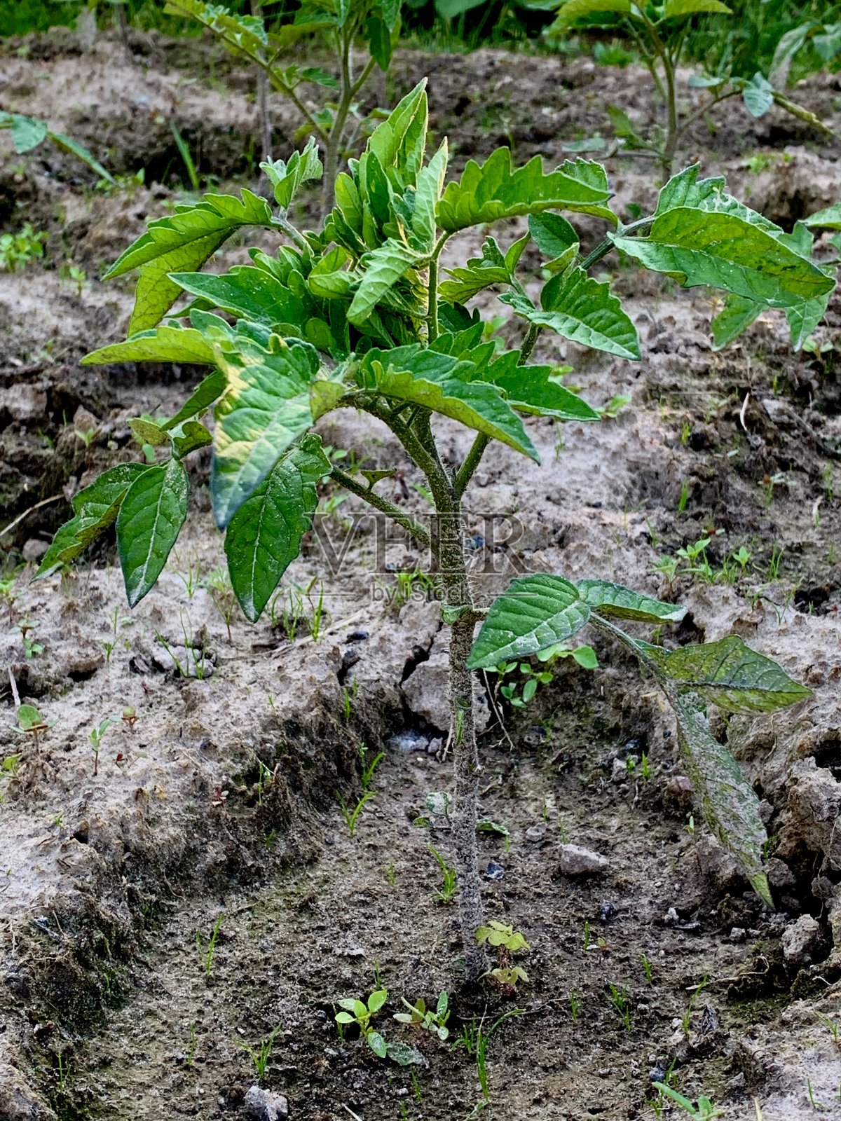 番茄幼苗在地上。照片摄影图片