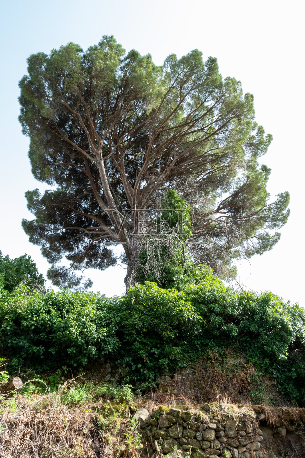 一棵野生的松树照片摄影图片