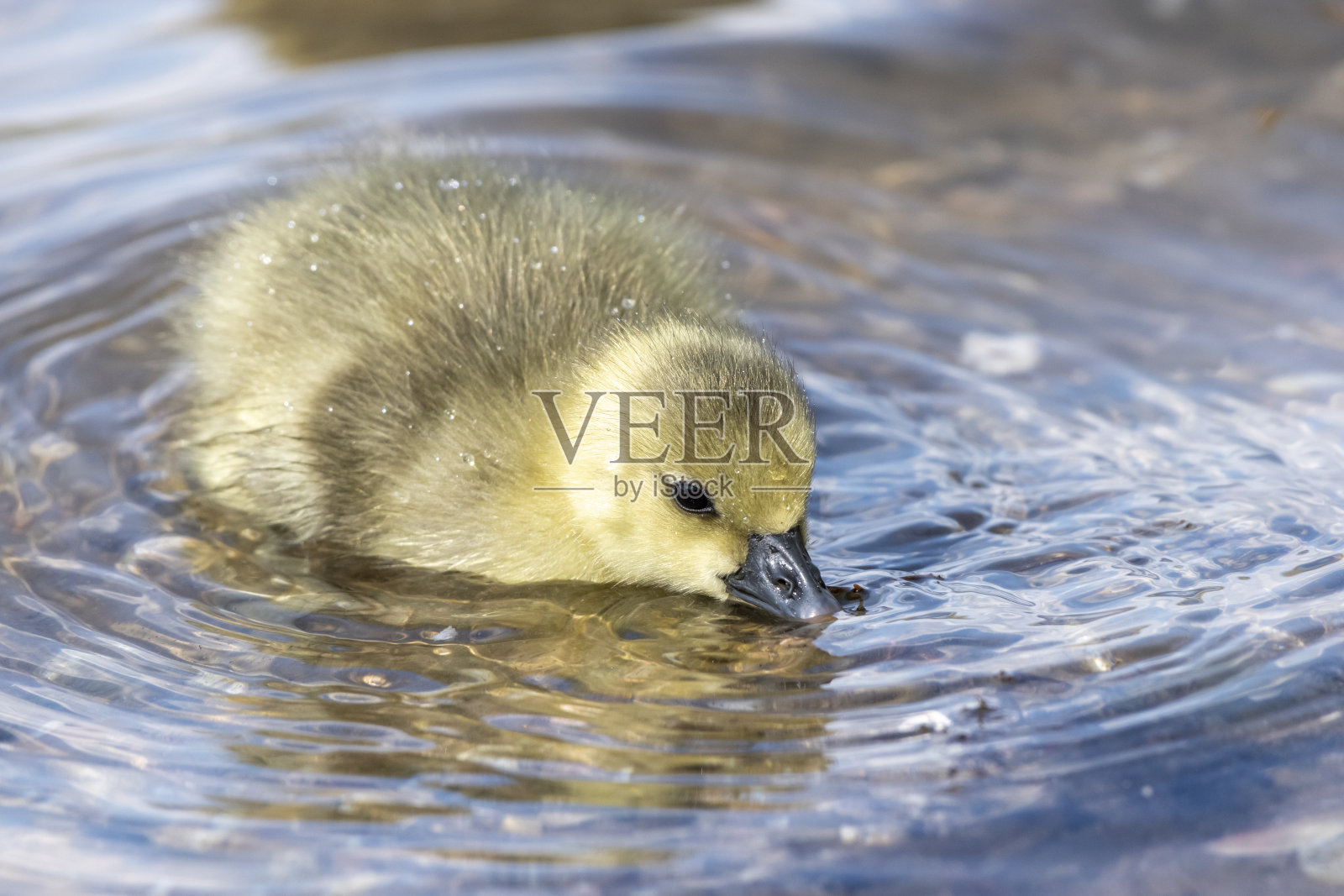 灰鹅(安塞尔安塞尔),小鸡。照片摄影图片