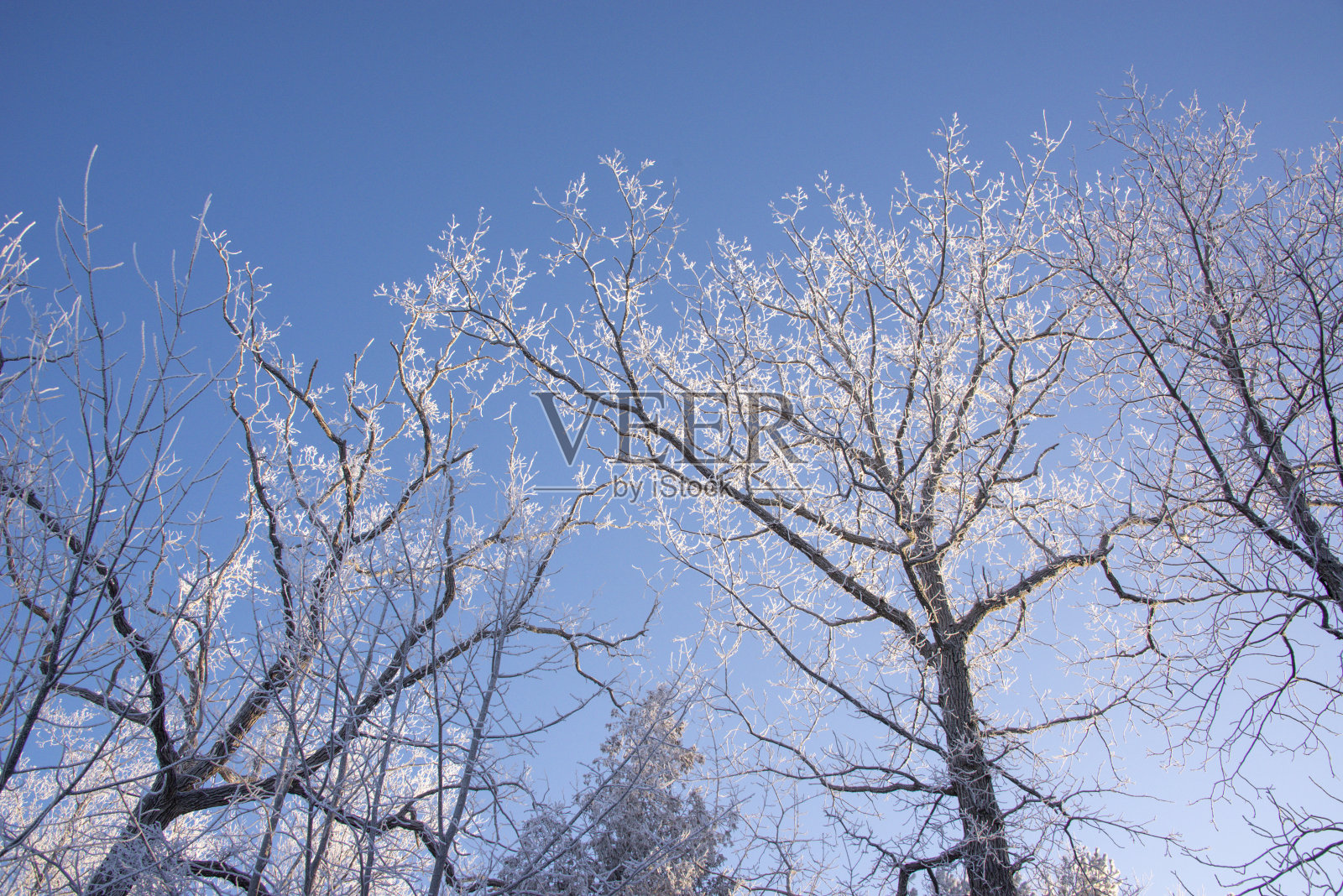 树梢被冬天覆盖照片摄影图片