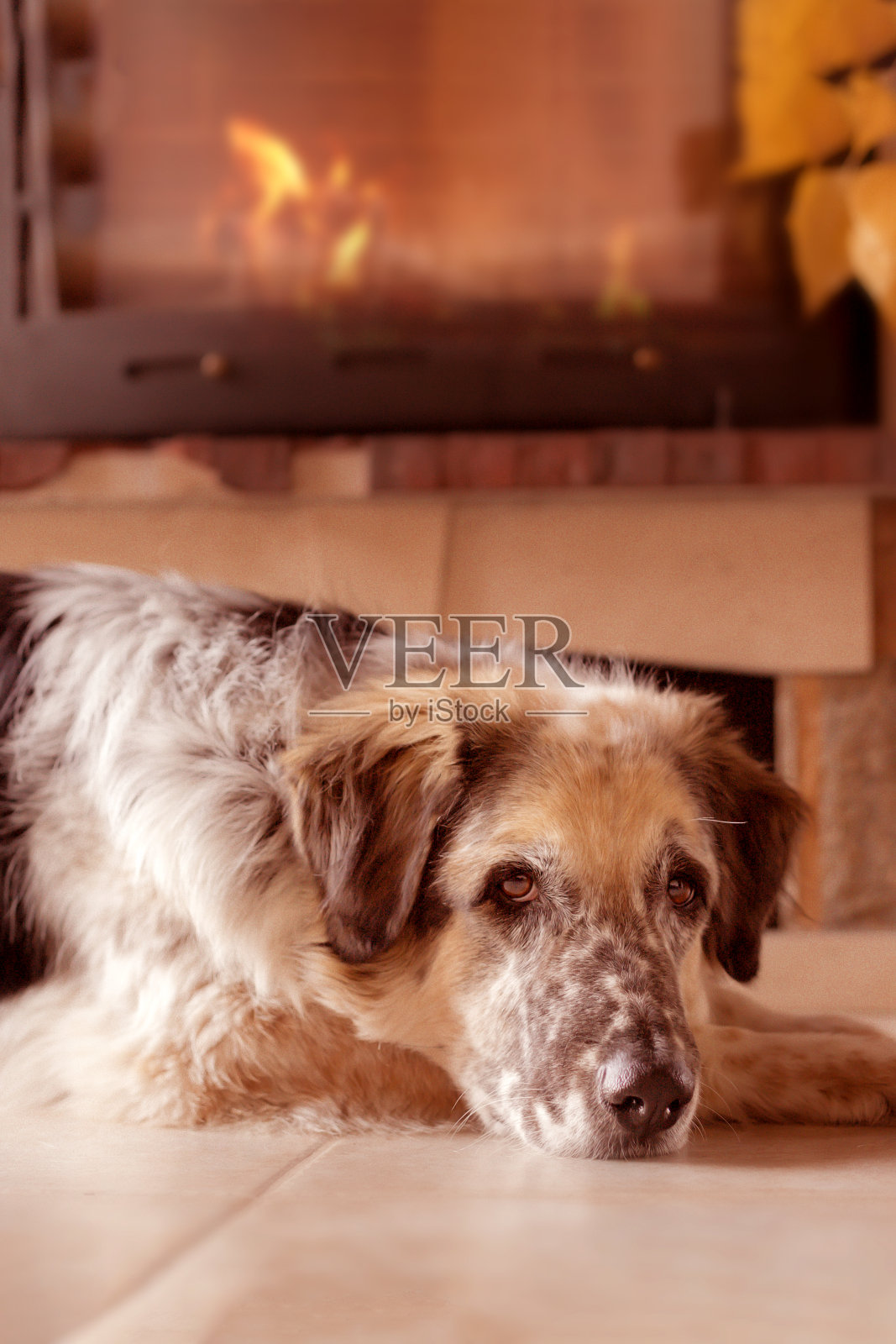 狗在壁炉旁的地板上休息照片摄影图片