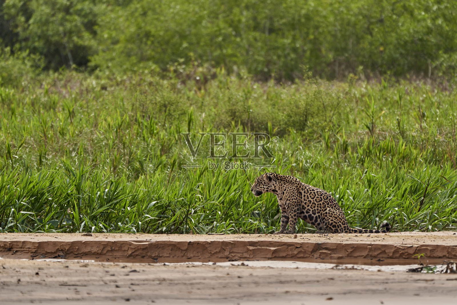 美洲虎(Panthera onca)是一种大型猫科动物,也是美洲本土美洲虎属中唯一现存的成员。美洲虎在巴西潘塔纳尔省库亚巴河的沙滩上爬行照片摄影图片